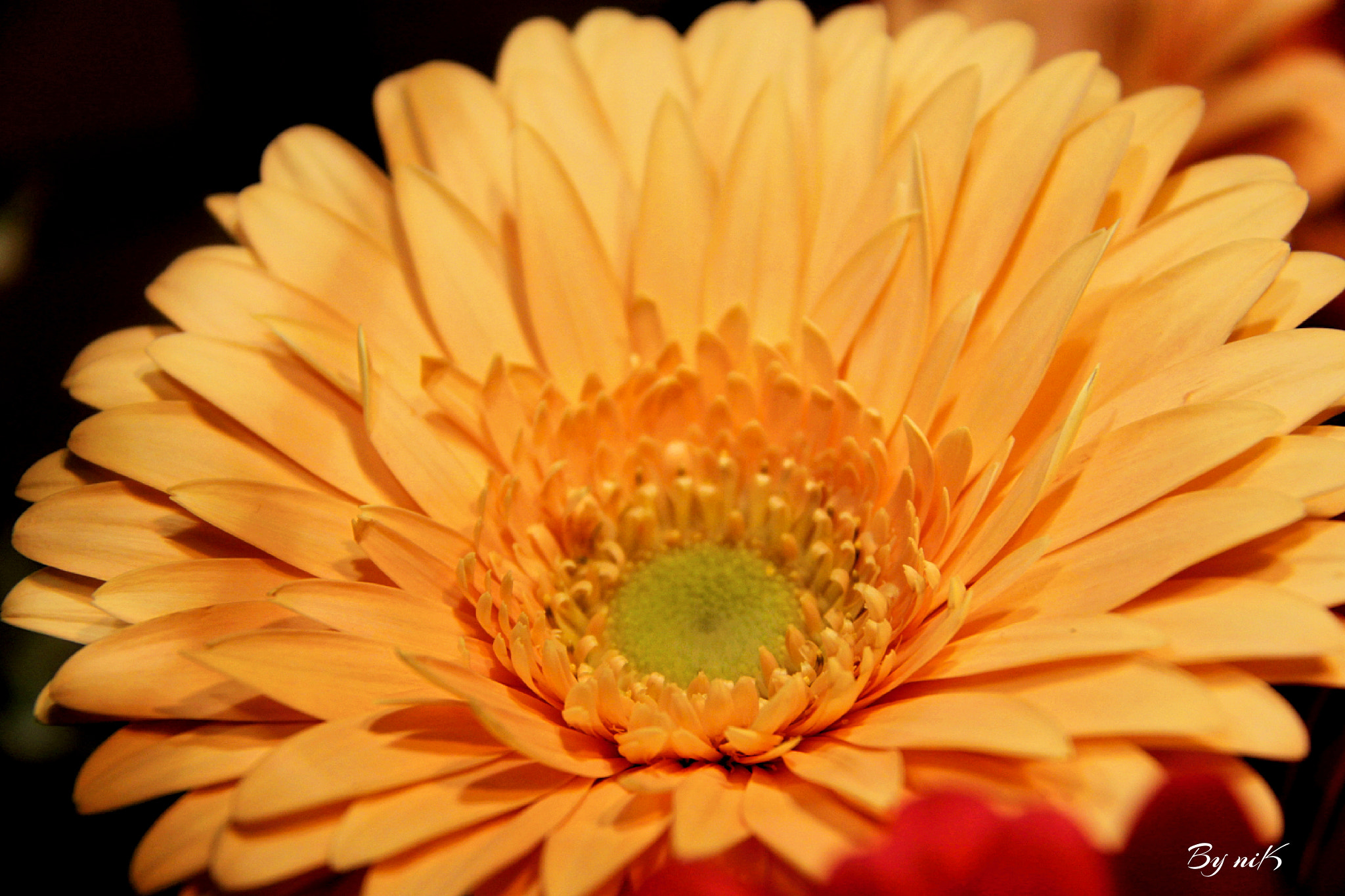 Canon EF-S 18-200mm F3.5-5.6 IS sample photo. Μαργαριτα photography