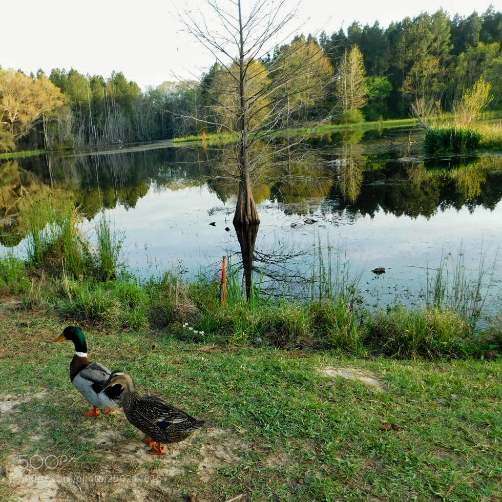 Nikon Coolpix B500 sample photo. Ducks walking about their photography