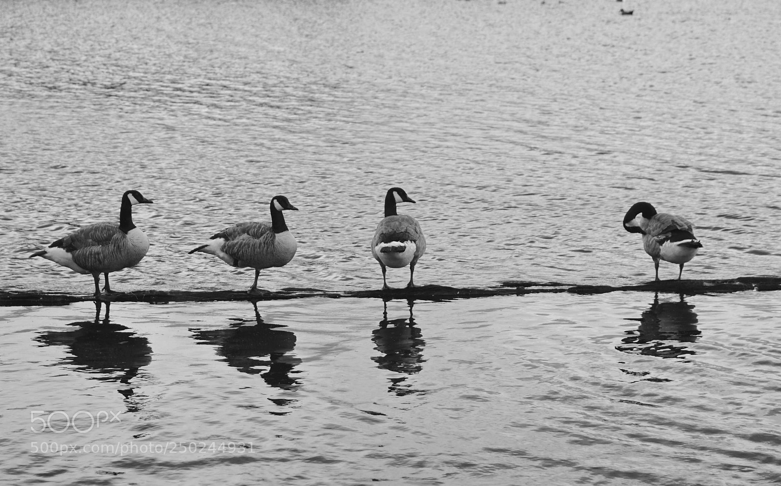 Sony a7 sample photo. Fleas? photography