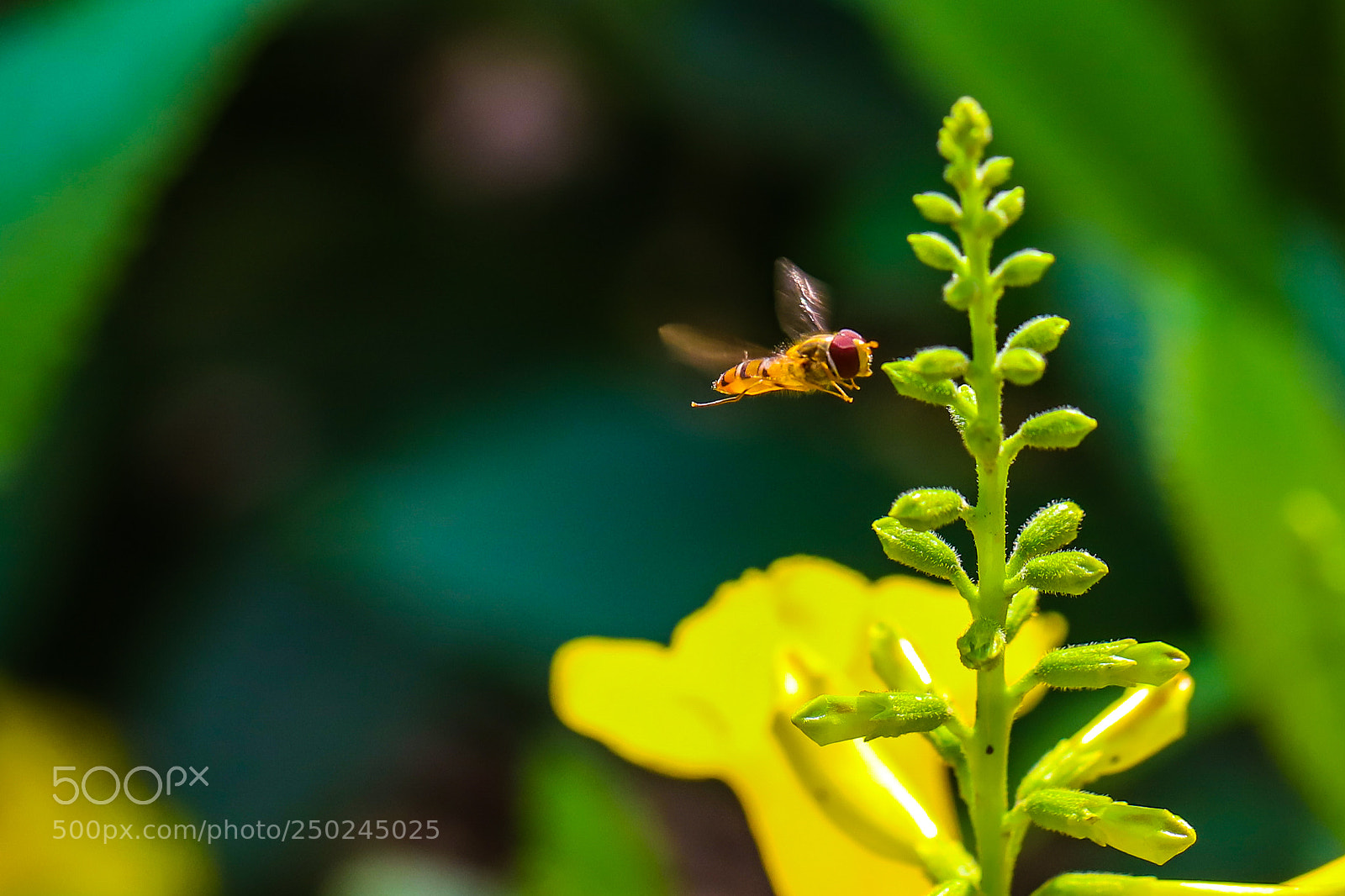 Canon EOS 6D Mark II sample photo. Untitled photography