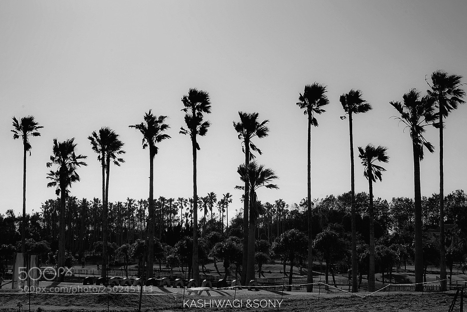 Sony a7 II sample photo. Dreaming of a palm photography
