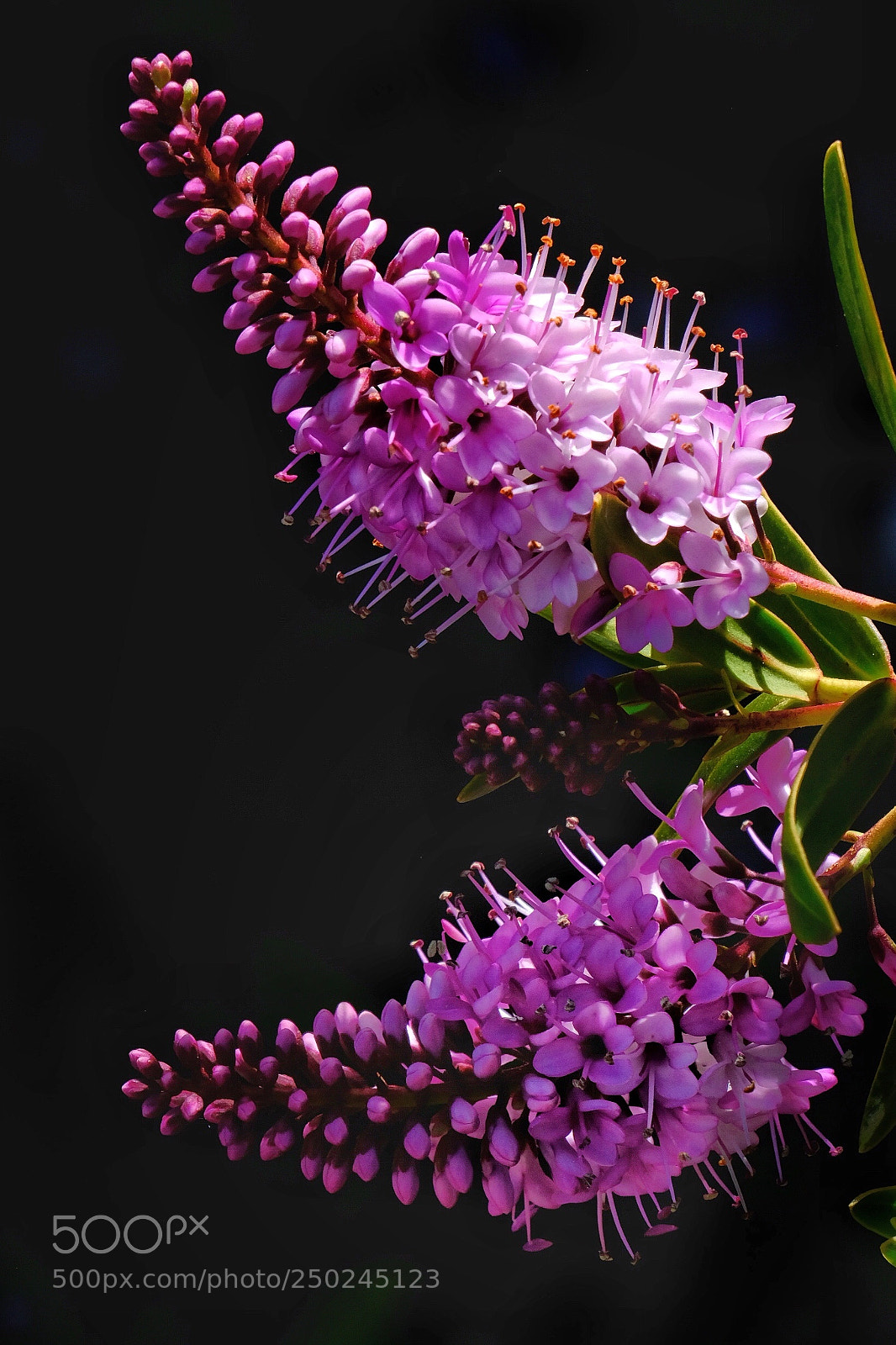 Fujifilm X-T20 sample photo. From south coast botanical photography