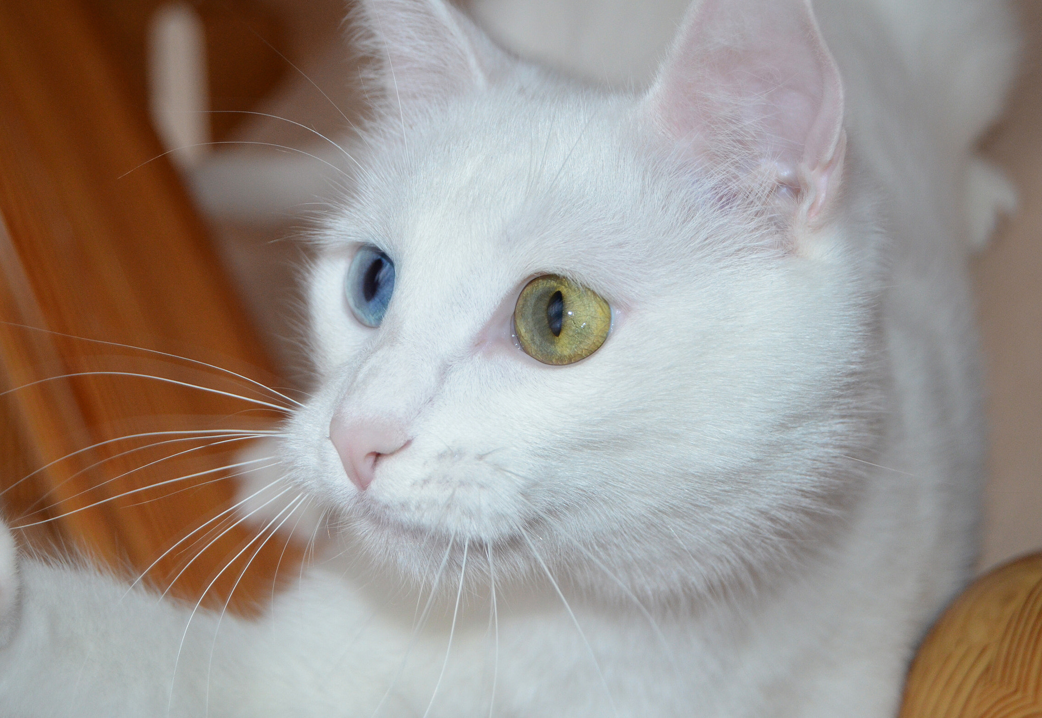 Nikon D5100 sample photo. My kitten photography