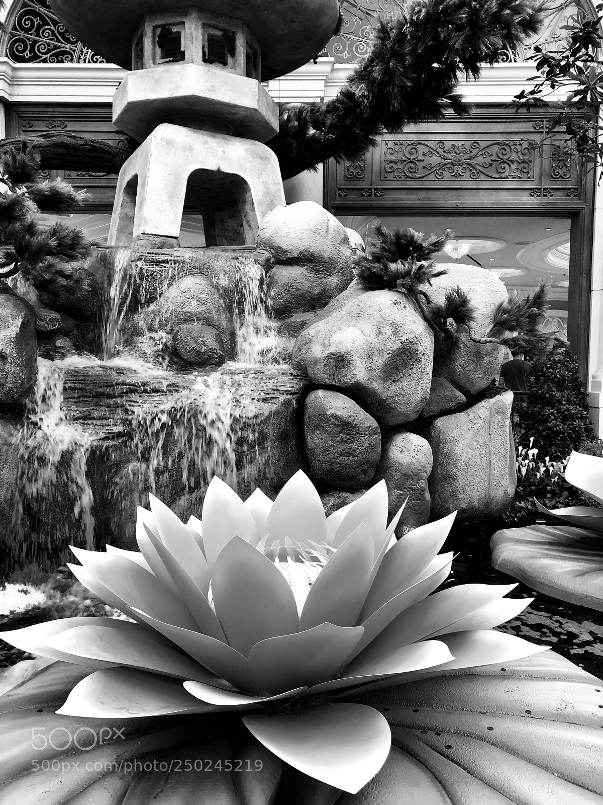 Apple iPhone 8 Plus sample photo. Lotus lily photography