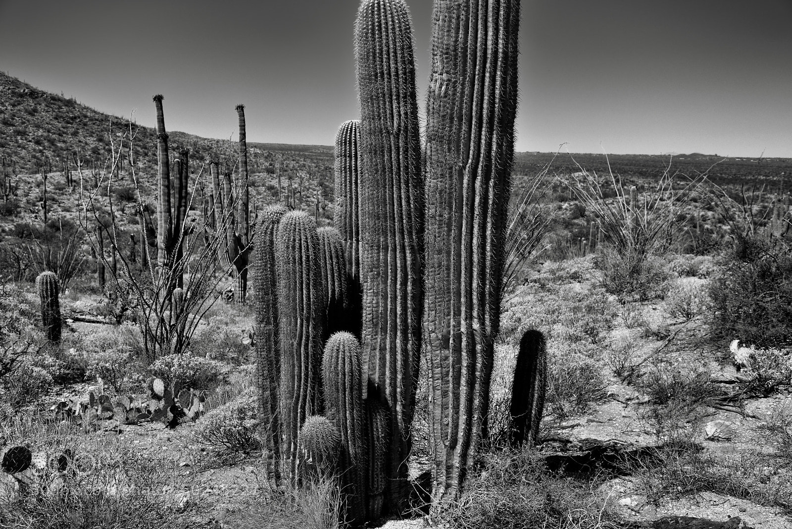 Nikon D800E sample photo. A tightly packed grove photography