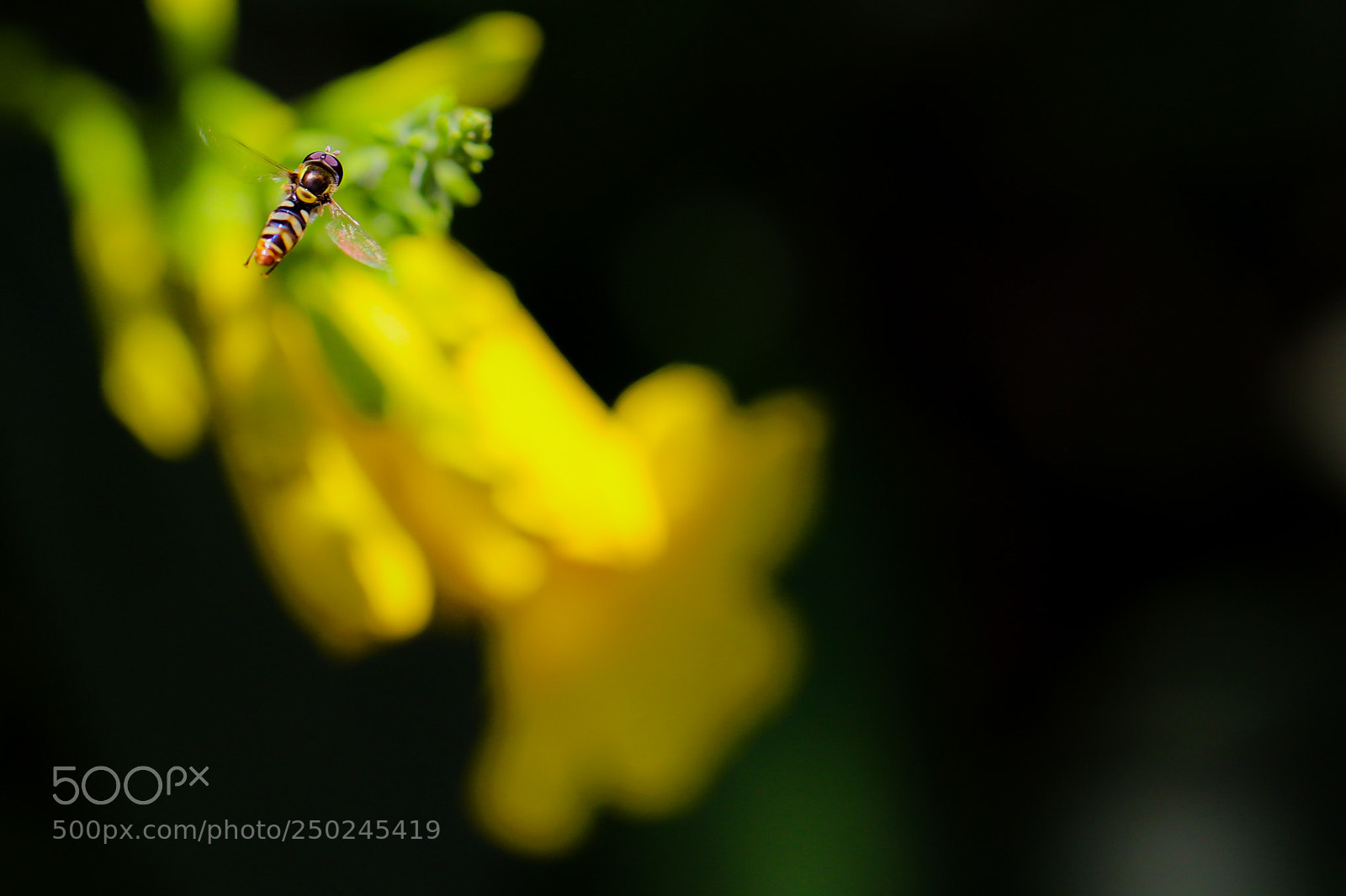 Canon EOS 6D Mark II sample photo. Untitled photography