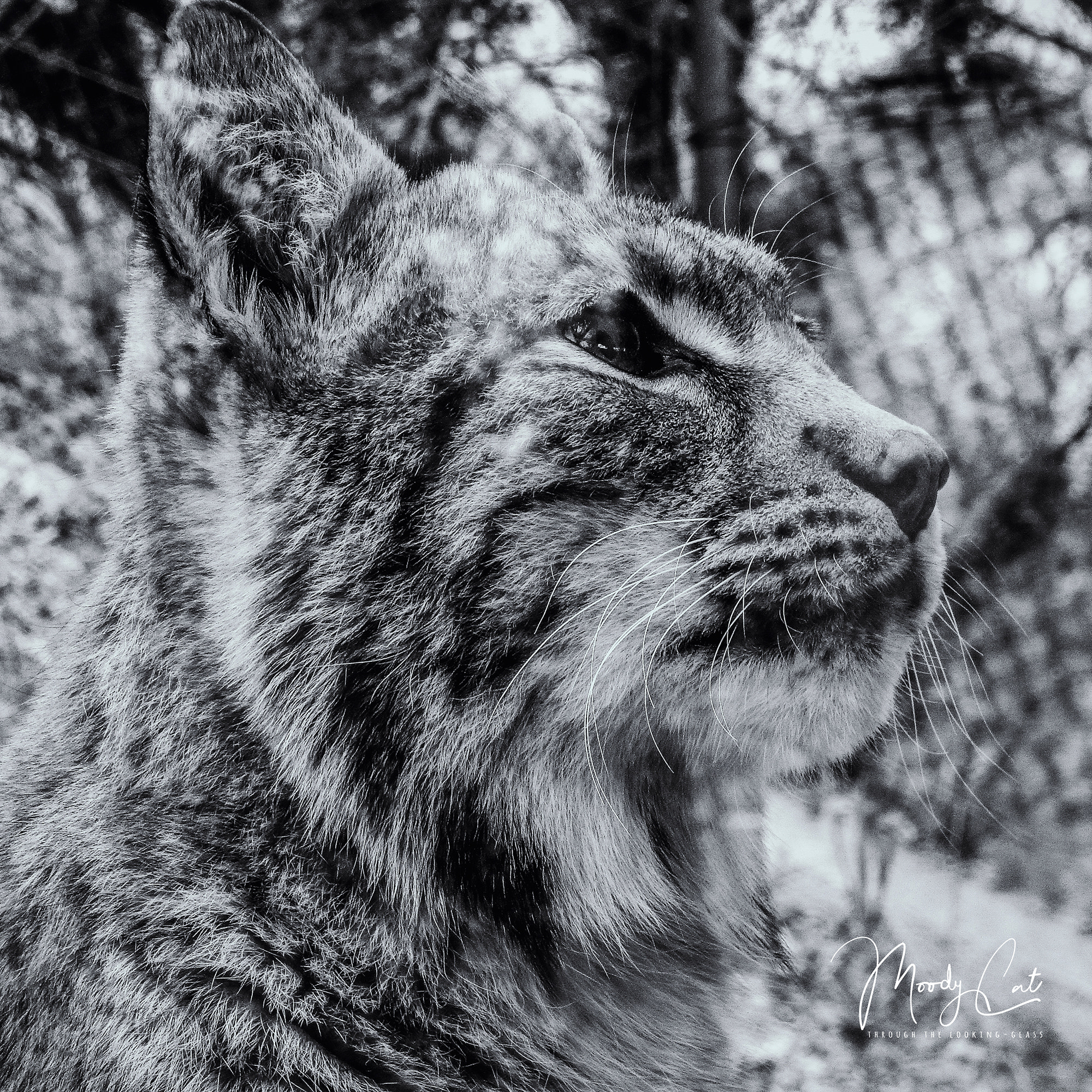 Nikon Coolpix S9700 sample photo. Eurasian lynx #1 photography