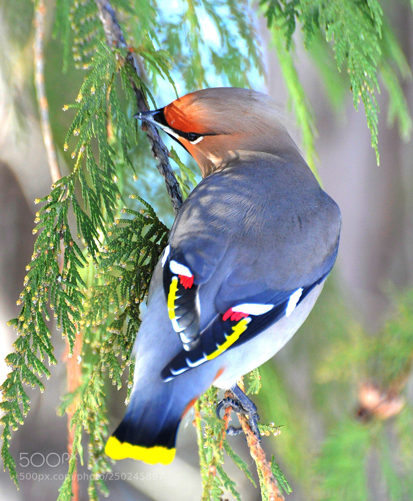 Nikon D90 sample photo. Waxwing  photography