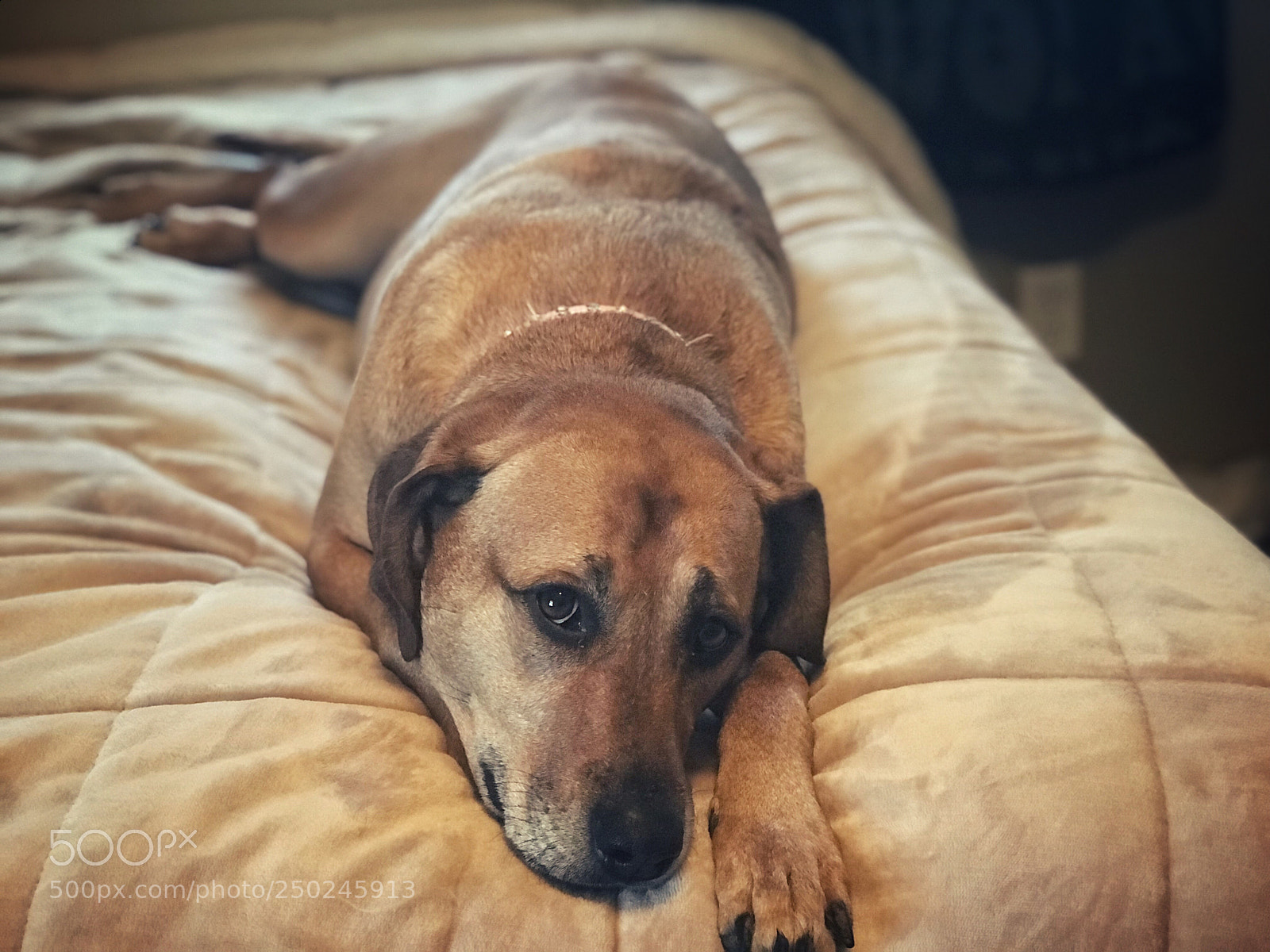 Apple iPhone 7 Plus sample photo. Precious photography