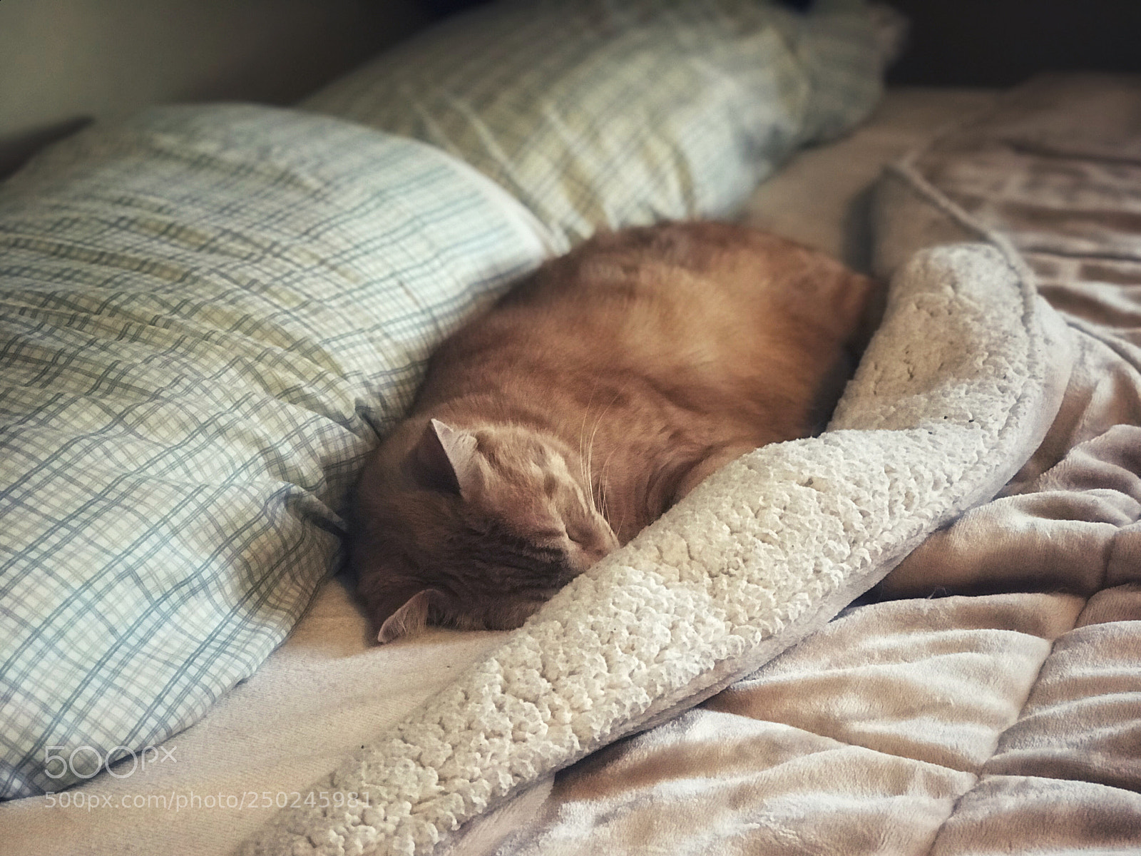 Apple iPhone 7 Plus sample photo. Sleepy wooly photography