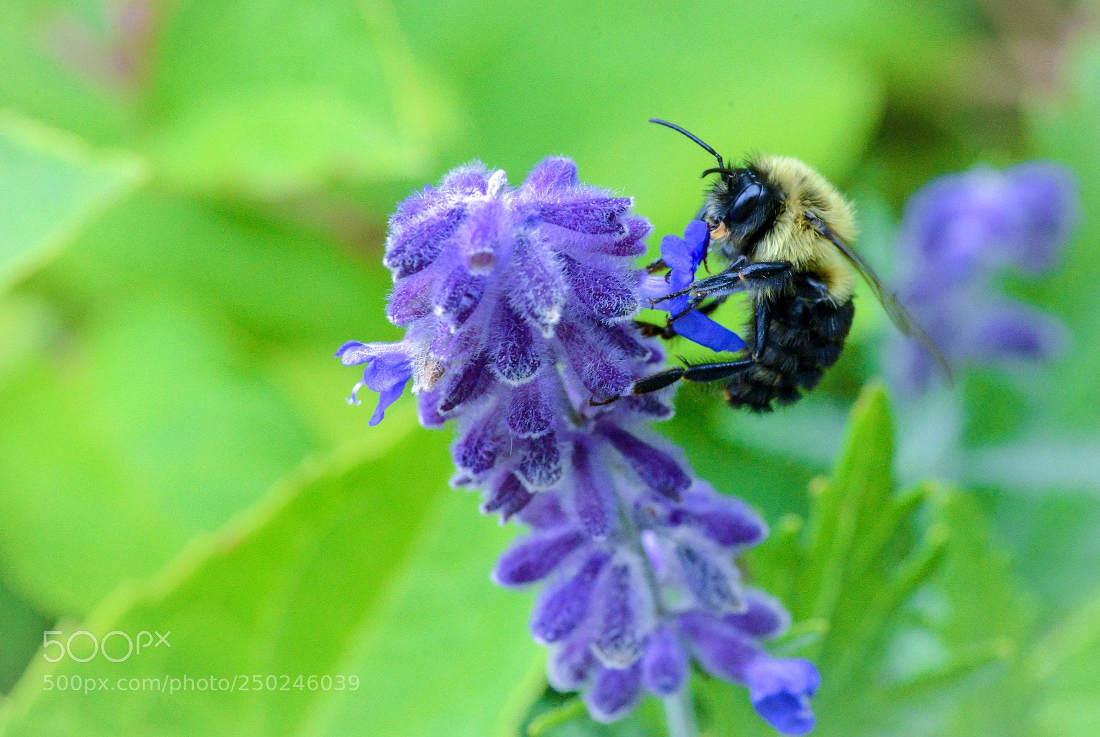 Nikon D600 sample photo. Contrast colors in nature  photography