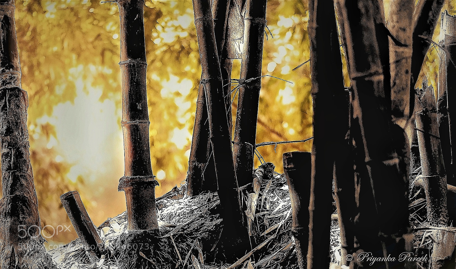 Sony Alpha a3500 sample photo. Bamboo grove... photography