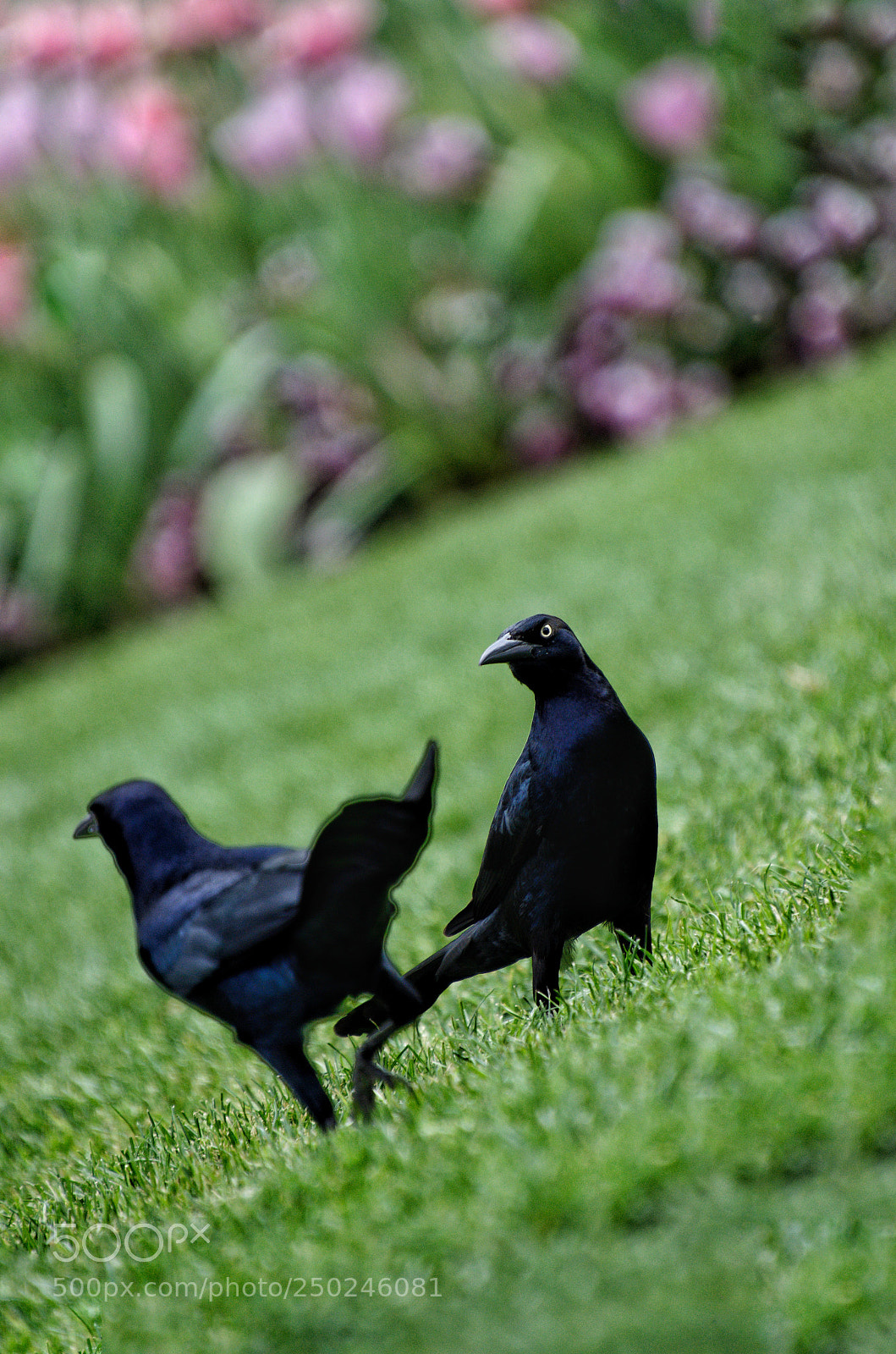 Nikon D5100 sample photo. Raven photography