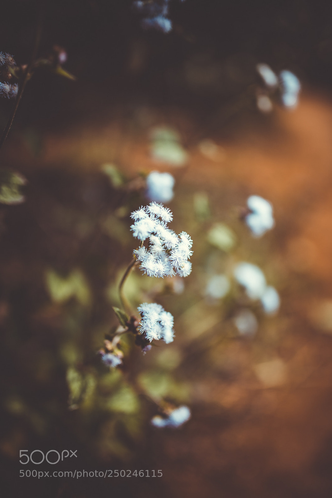 Nikon D600 sample photo. Untitled photography
