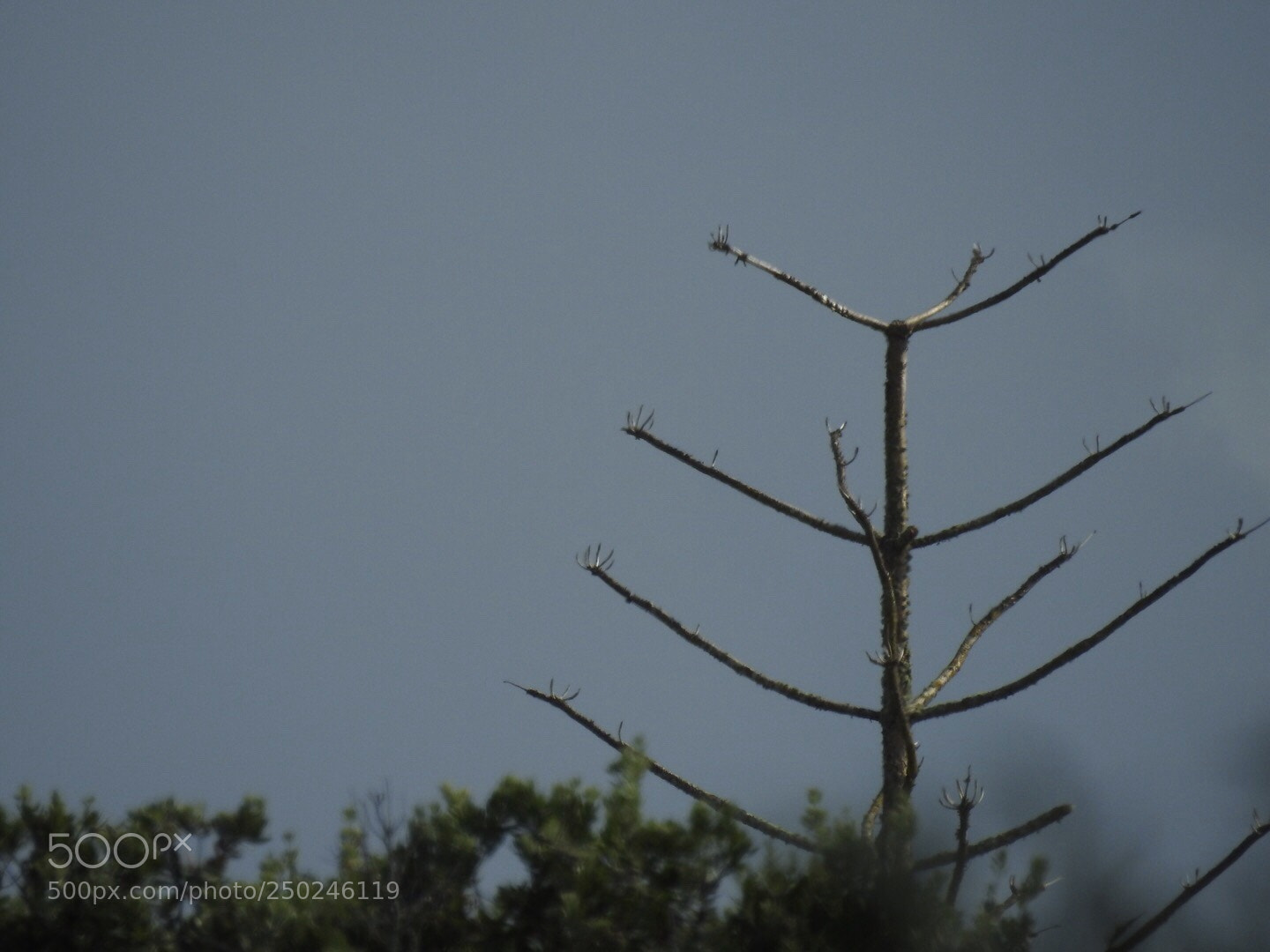 Nikon Coolpix P900 sample photo. Dry tree photography
