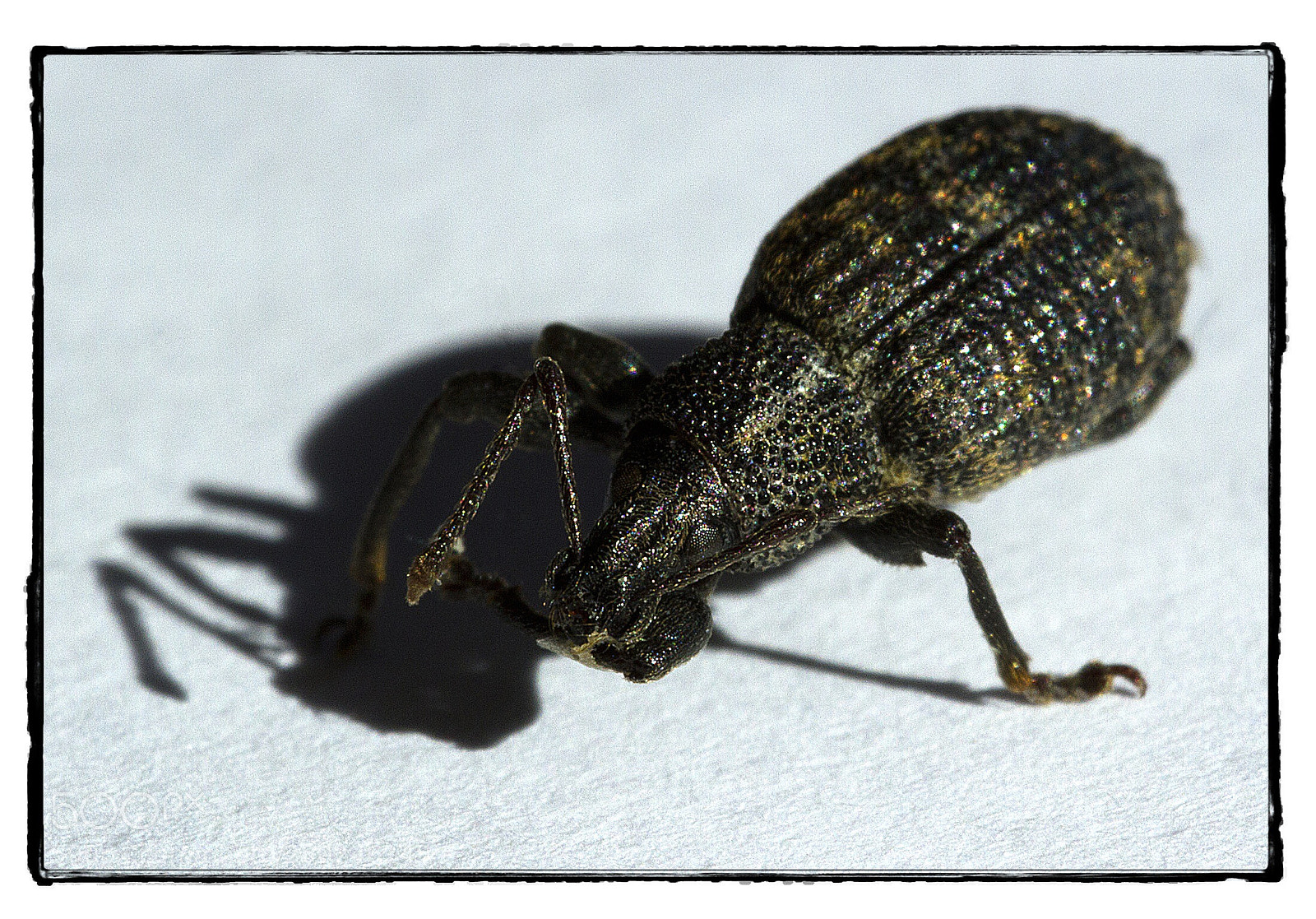 Canon EOS 7D sample photo. Dead bug and shadow 1. photography