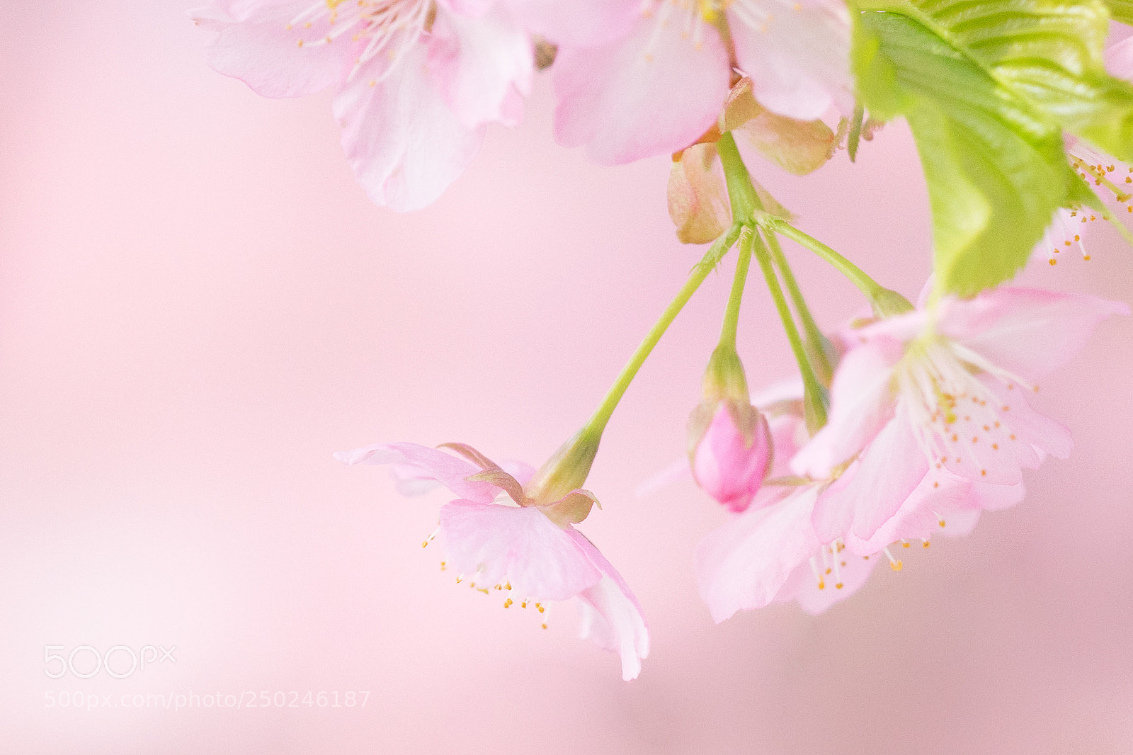 Sony a7 II sample photo. 河津樱 photography