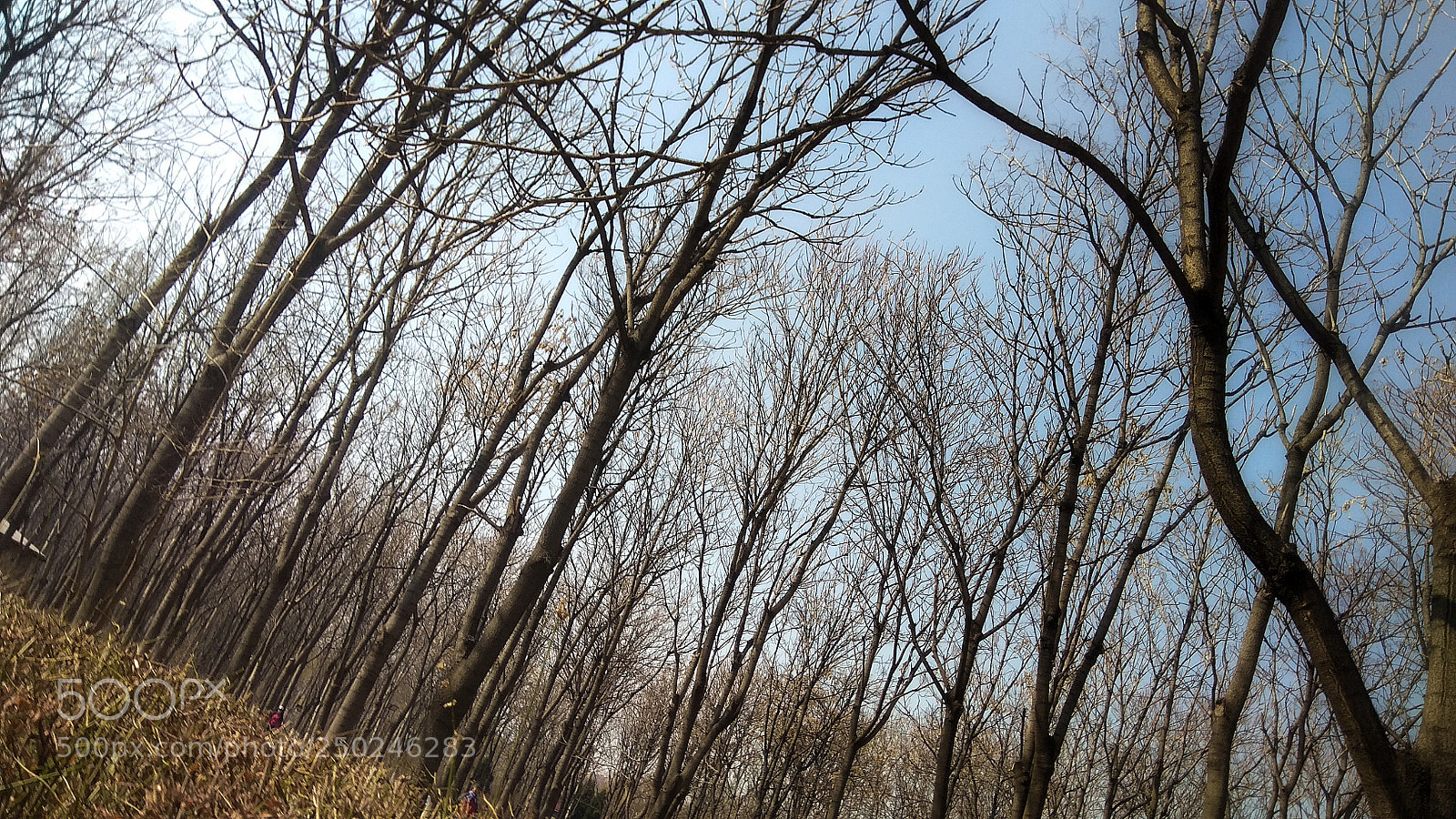 Xiaomi Redmi Note 4X sample photo. Untitled photography