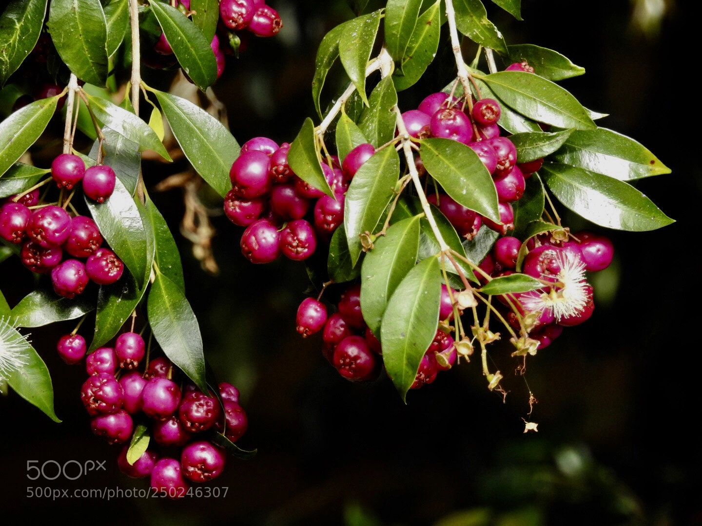 Nikon Coolpix P900 sample photo. Berries  photography
