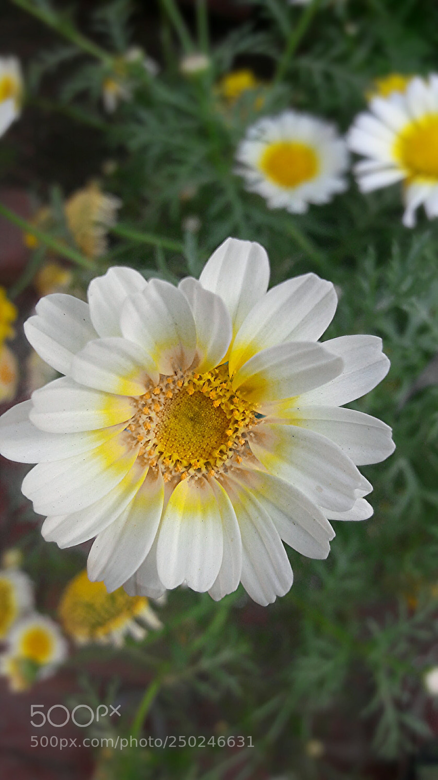 Samsung Galaxy J7 sample photo. Untitled photography