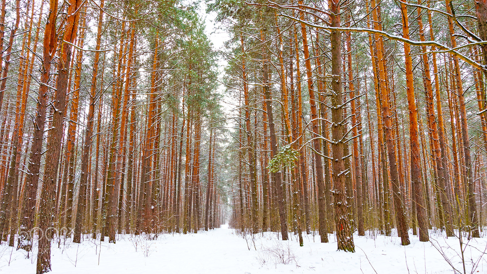Sony Alpha a5000 (ILCE 5000) sample photo. Spring forest (march 21, 2018) photography