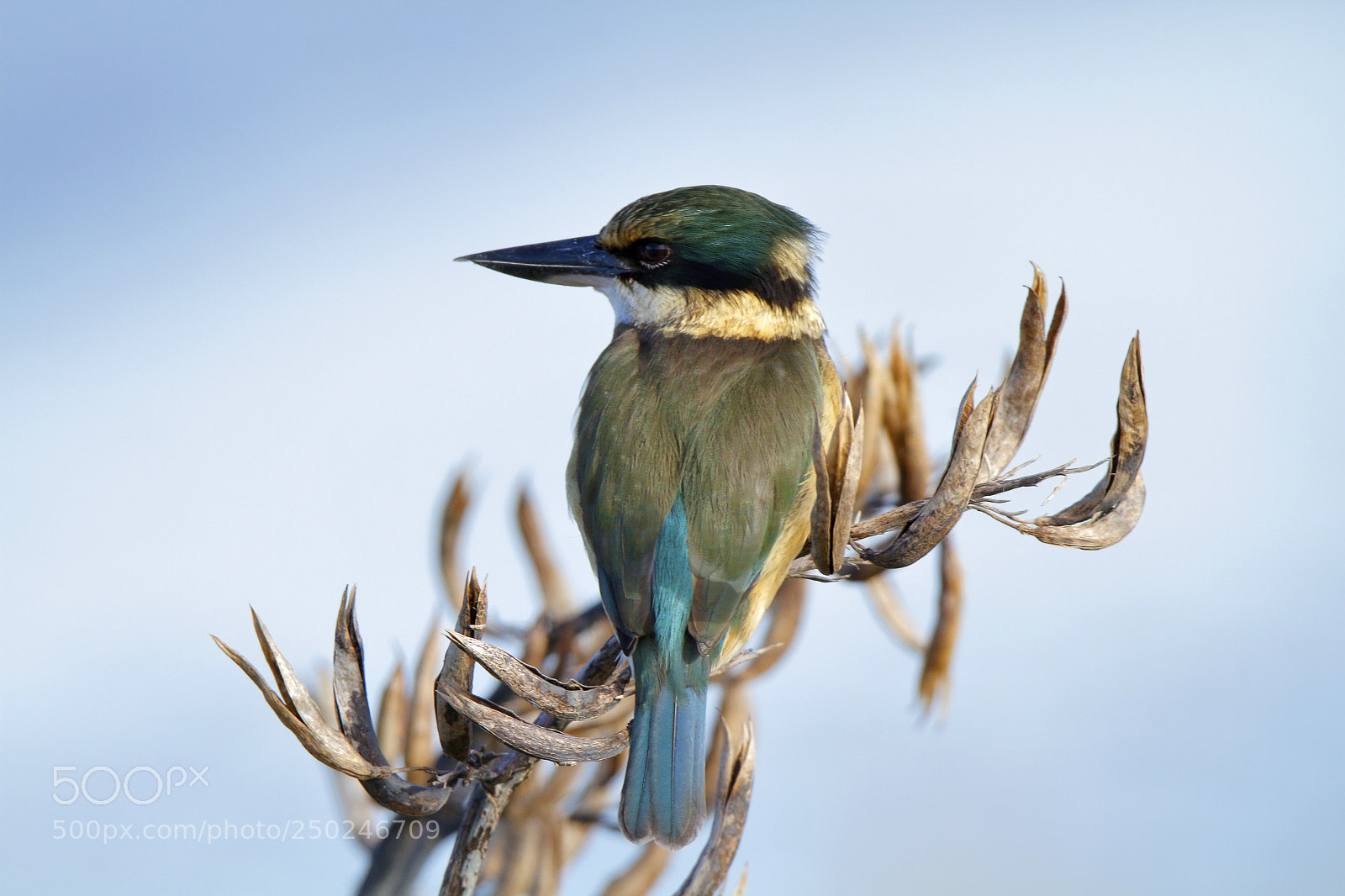 Canon EOS 7D sample photo. New zealand native kingfisher photography