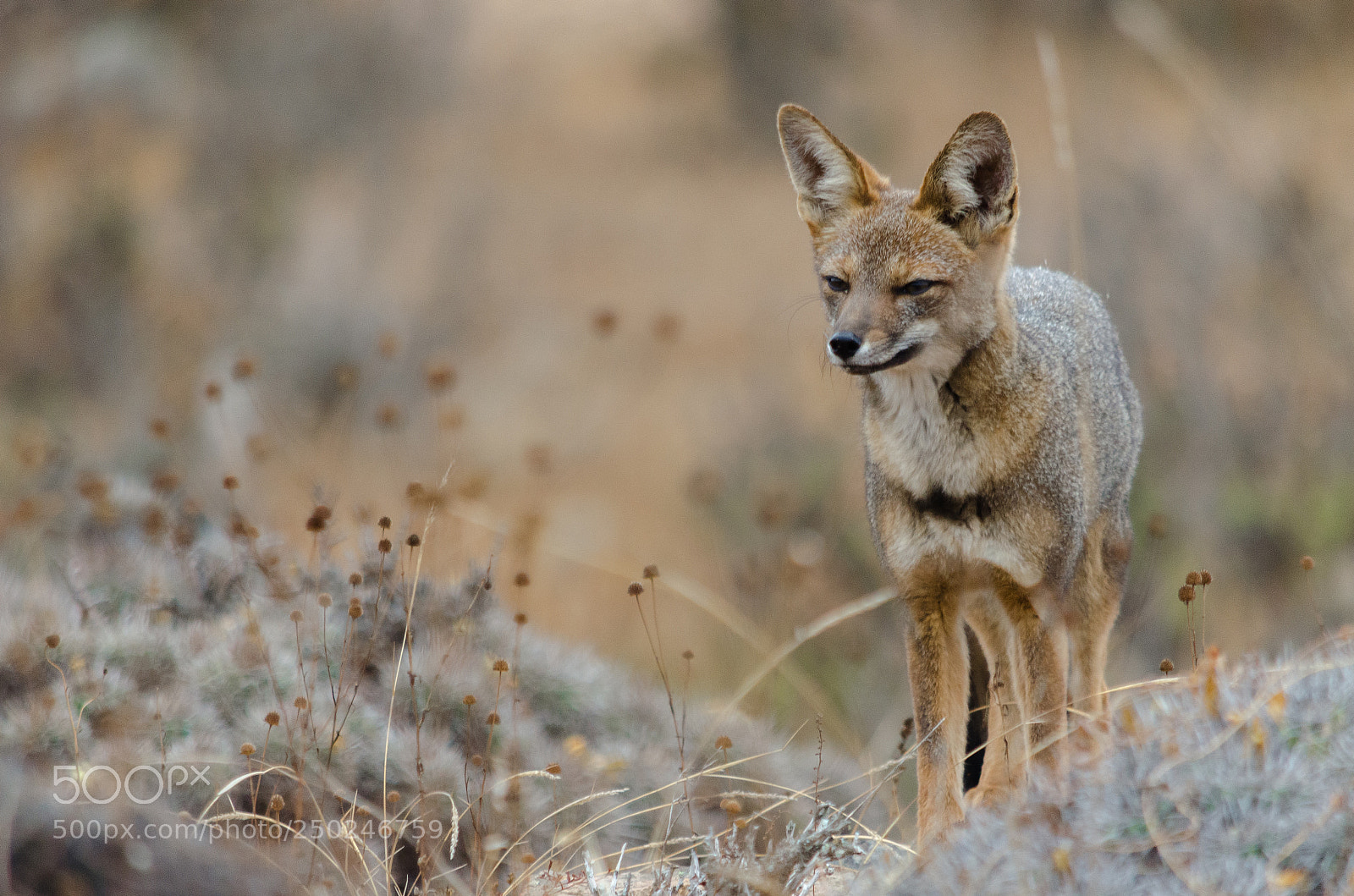 Nikon D5100 sample photo. Fox photography