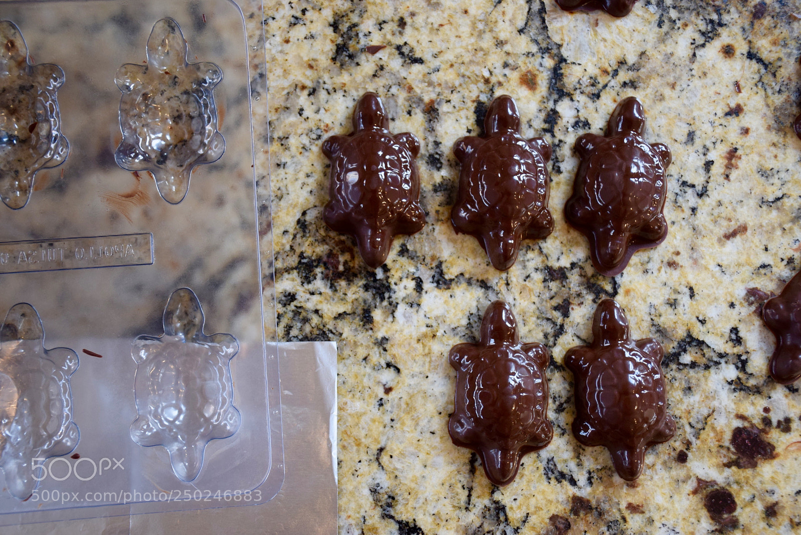 Nikon D3300 sample photo. Never eat turtles. photography