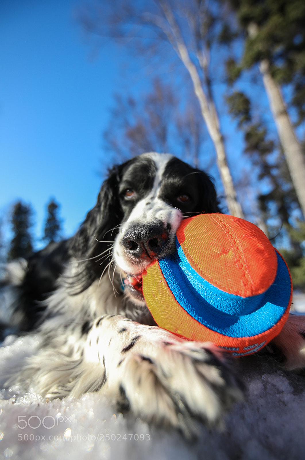 Canon EOS 5D Mark IV sample photo. Toby! photography