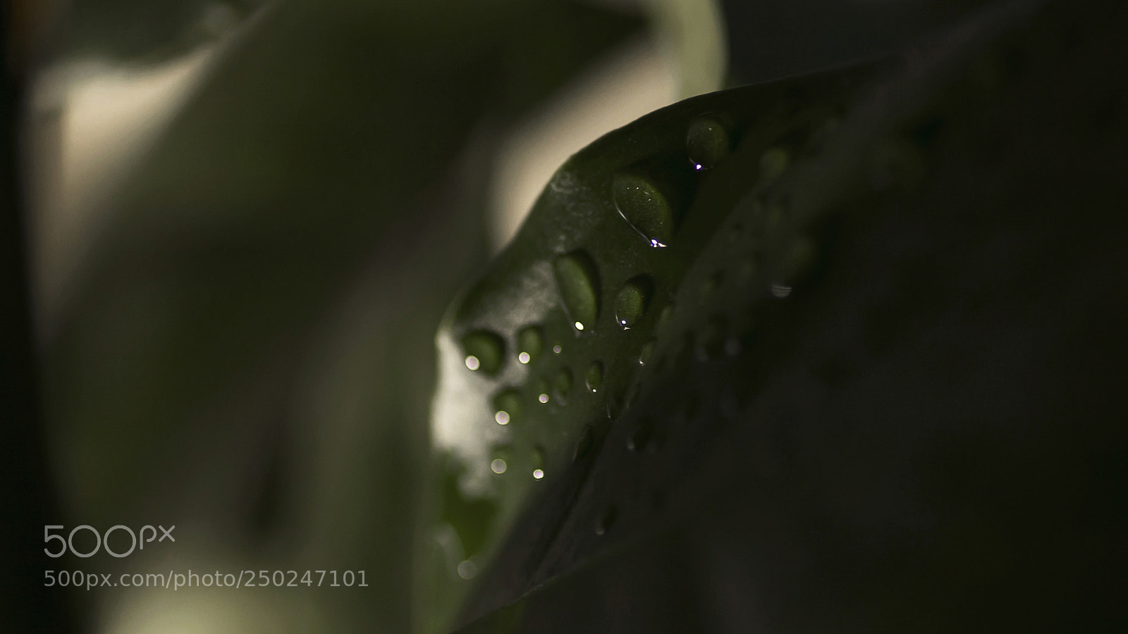 Canon EOS 40D sample photo. Nn photography