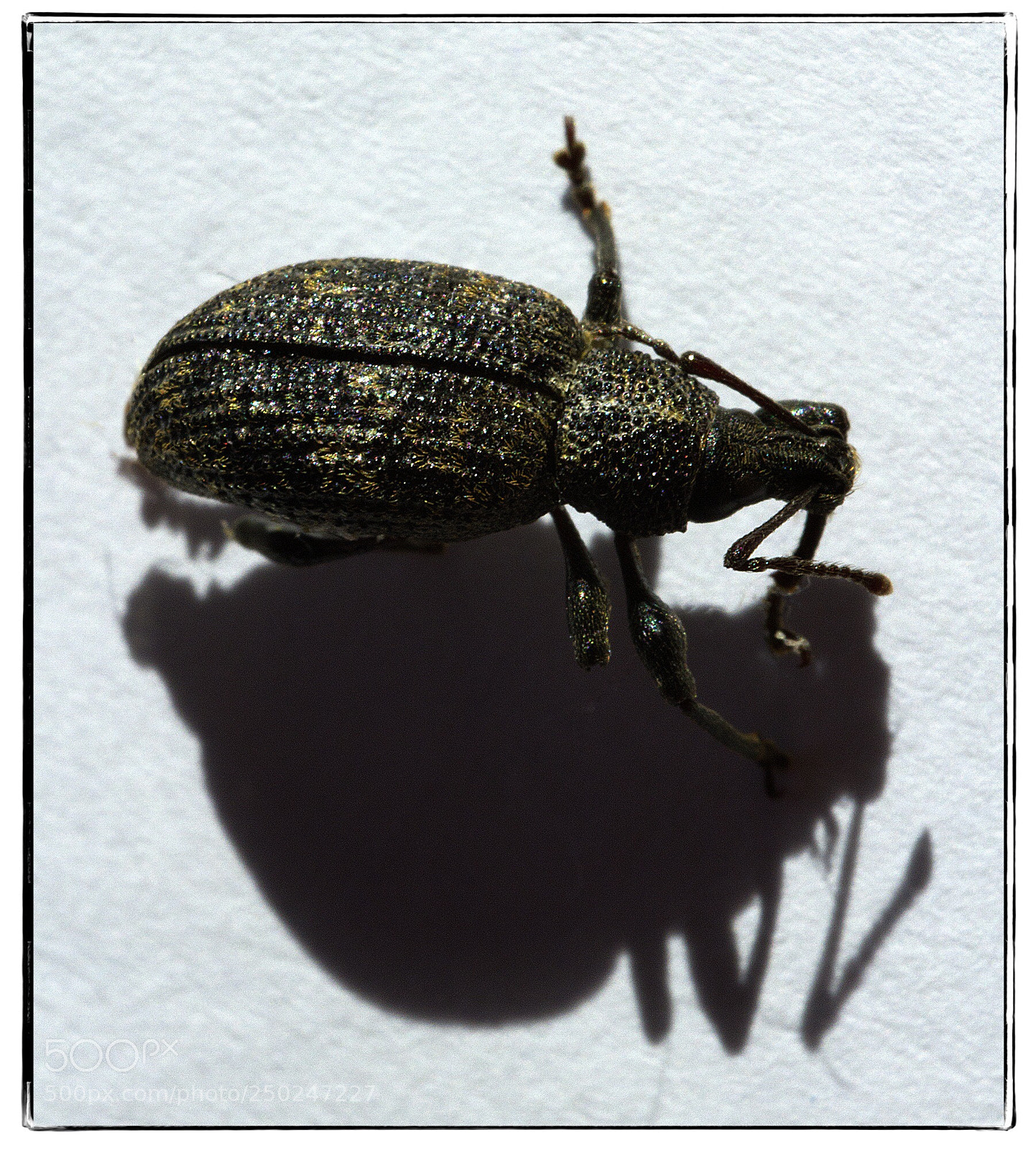 Canon EOS 7D sample photo. Dead bug and shadow 2. photography