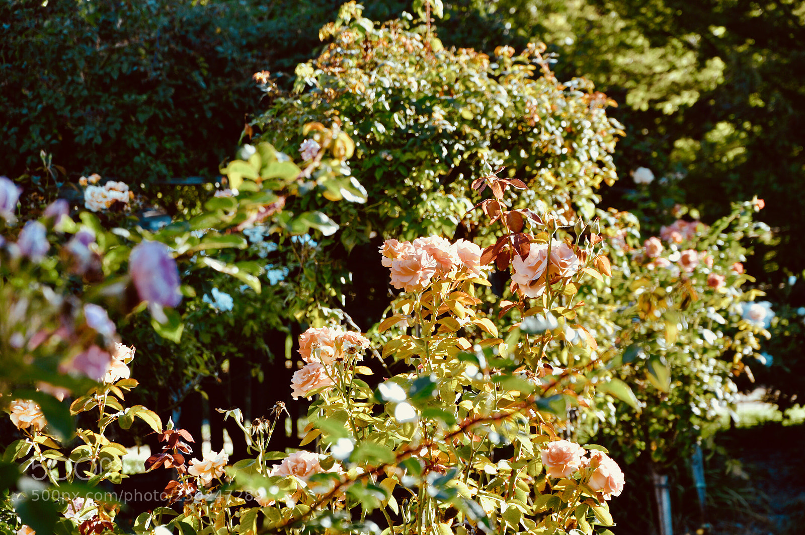Nikon D90 sample photo. Orange flowers in the photography