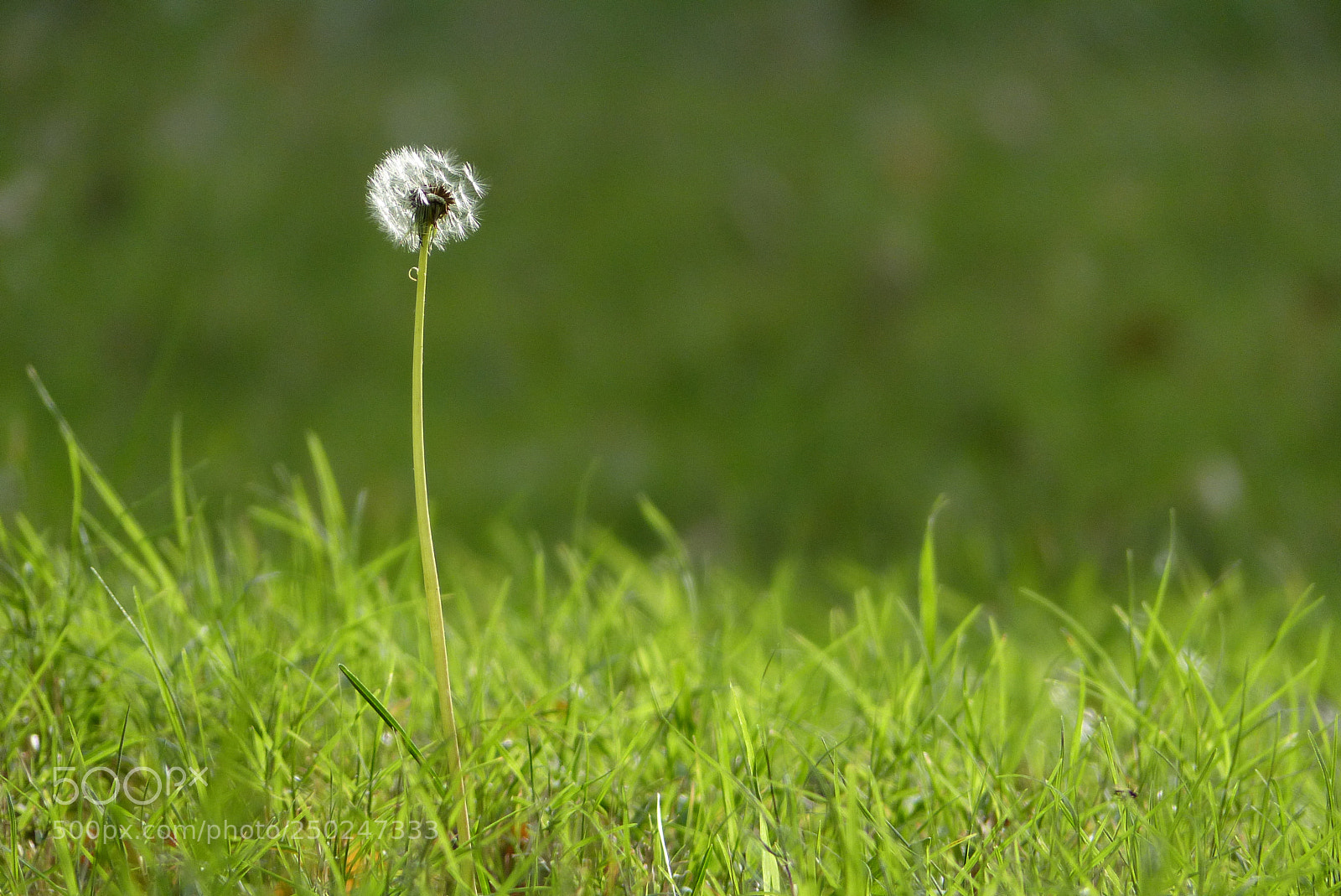 Panasonic Lumix DMC-FZ200 sample photo. Simple photography