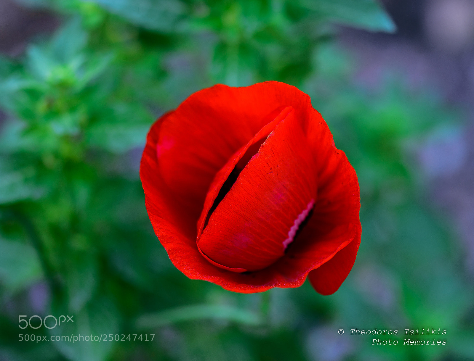 Nikon D7200 sample photo. Natural colors of spring photography