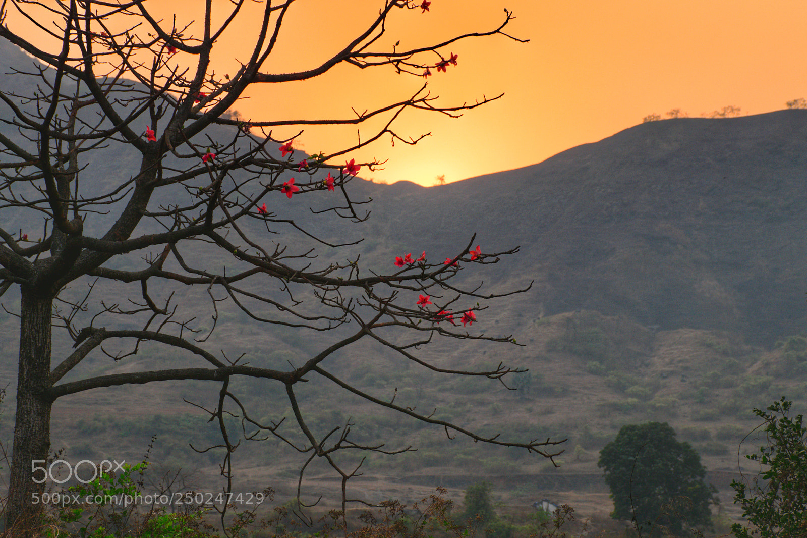 Nikon D5300 sample photo. Red flowers photography