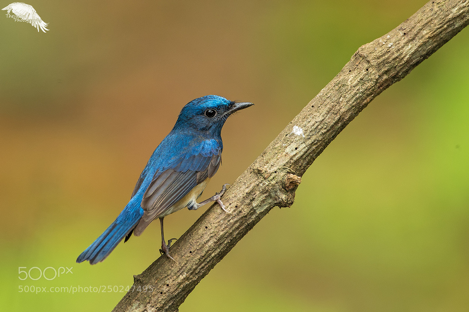 Canon EOS-1D X sample photo. Blue-throated blue flycatcher photography