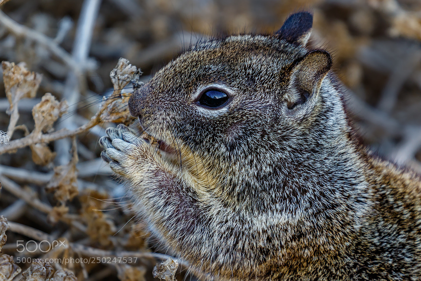 Canon EOS 7D Mark II sample photo. The close encounters of photography