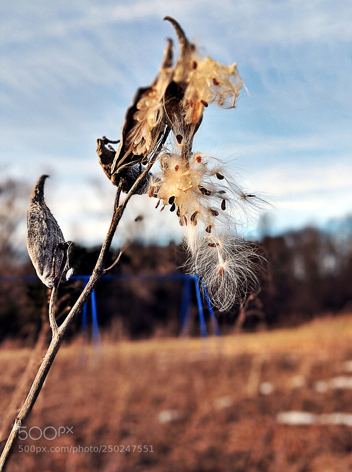 Google Pixel 2 XL sample photo. Seeds of spring photography