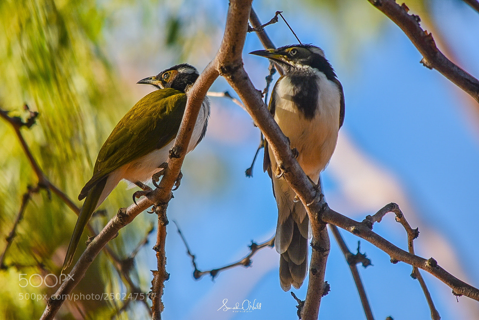 Nikon D3400 sample photo. Pair of banana birds photography