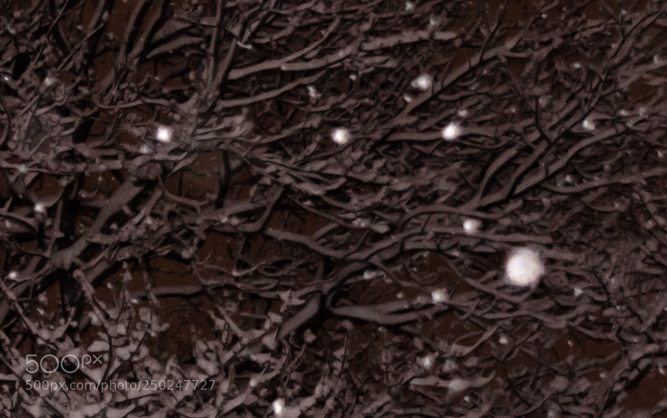 Canon EOS 1300D (EOS Rebel T6 / EOS Kiss X80) sample photo. Trees through the snow. photography
