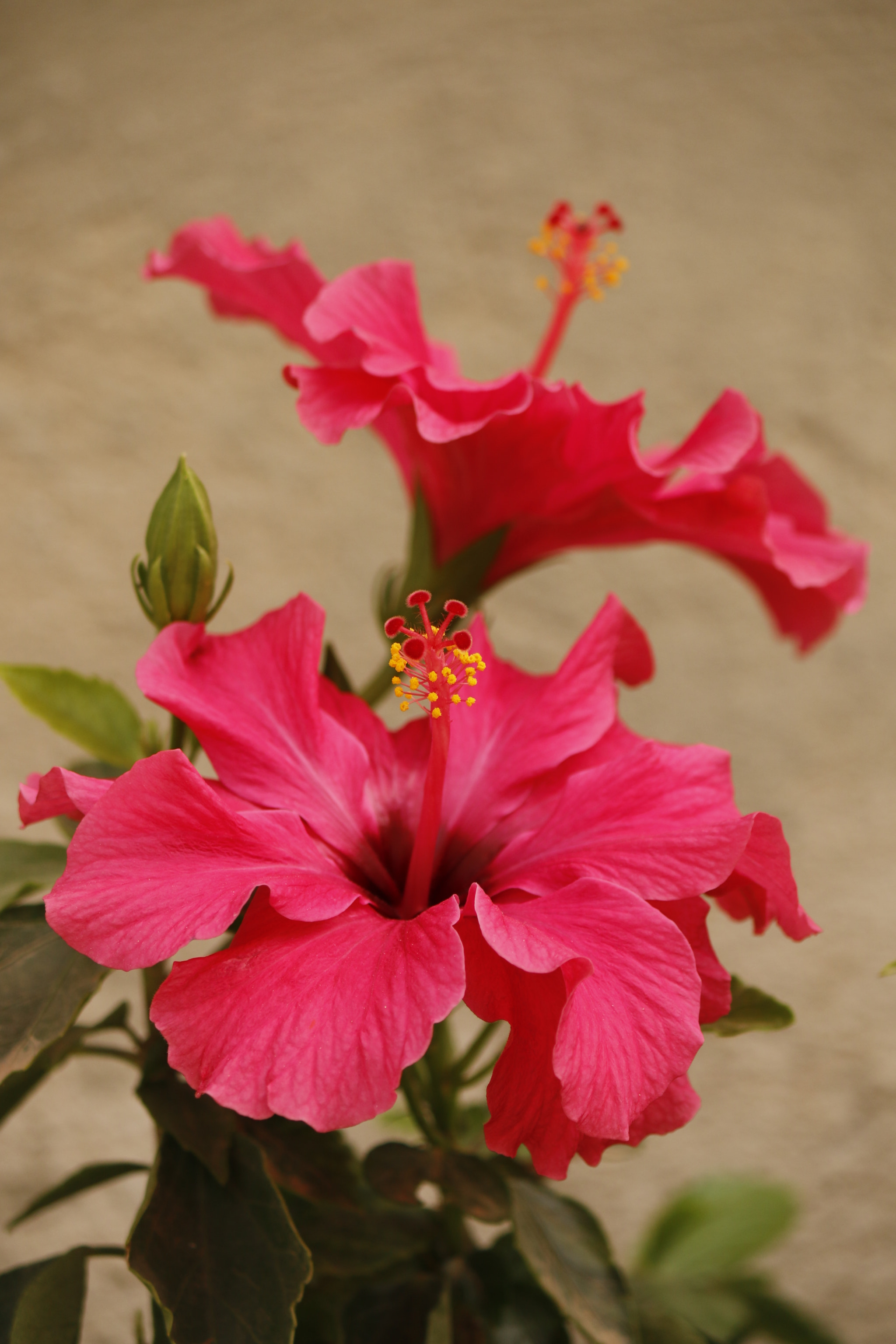 Canon EF-S 55-250mm F4-5.6 IS II sample photo. Mg photography