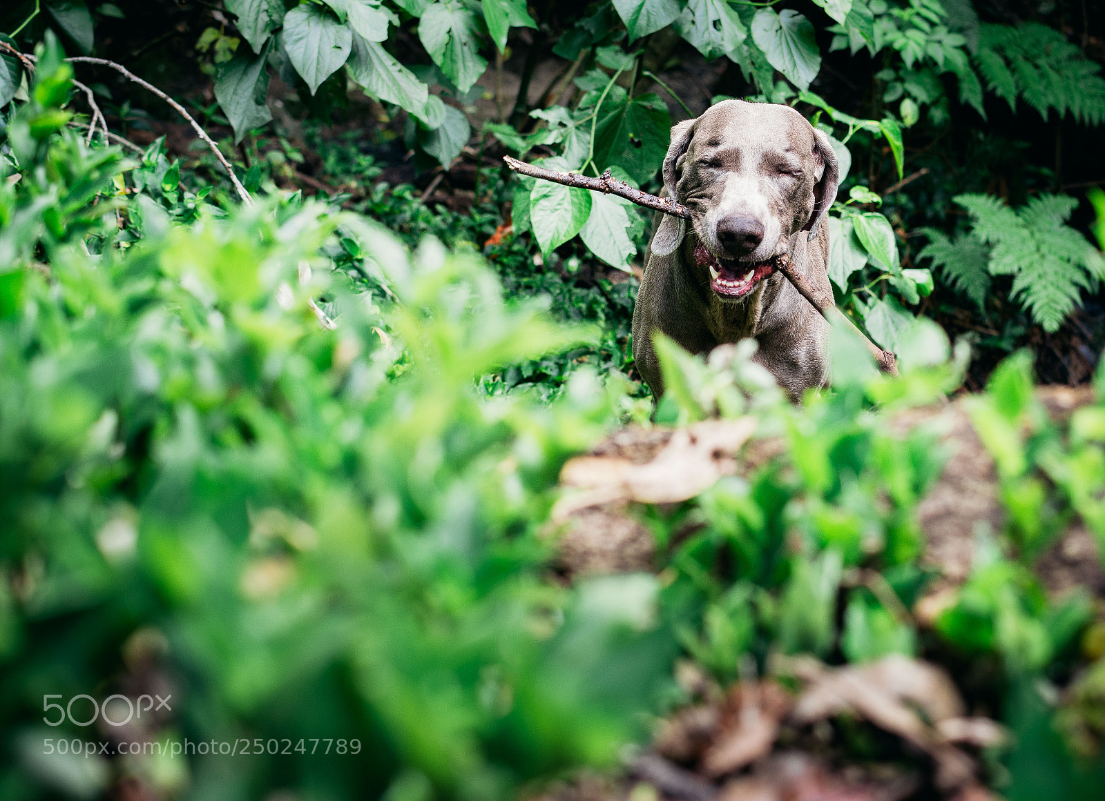 Nikon D7100 sample photo. Lorenzo photography