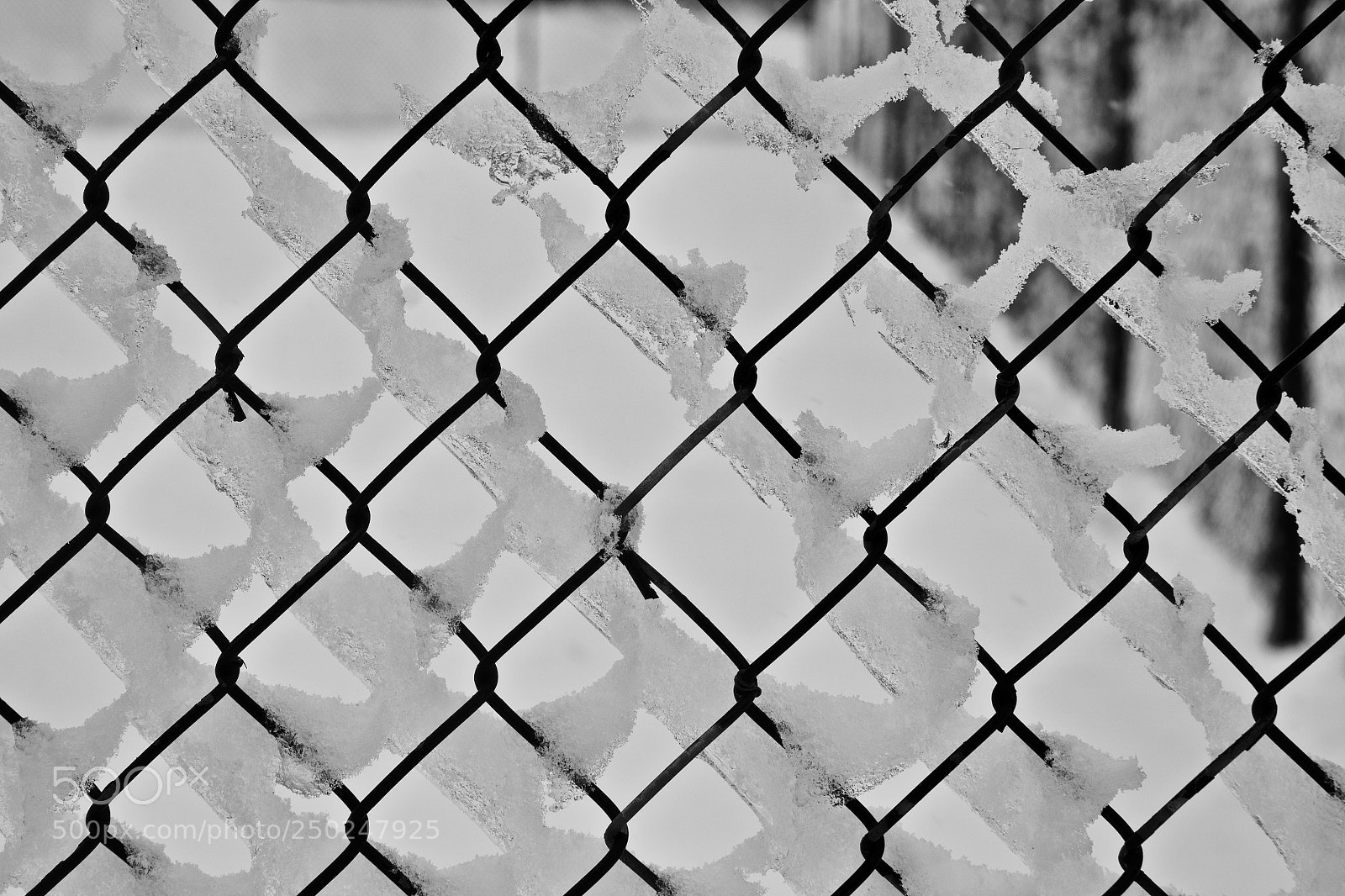 Nikon D3100 sample photo. Iced photography