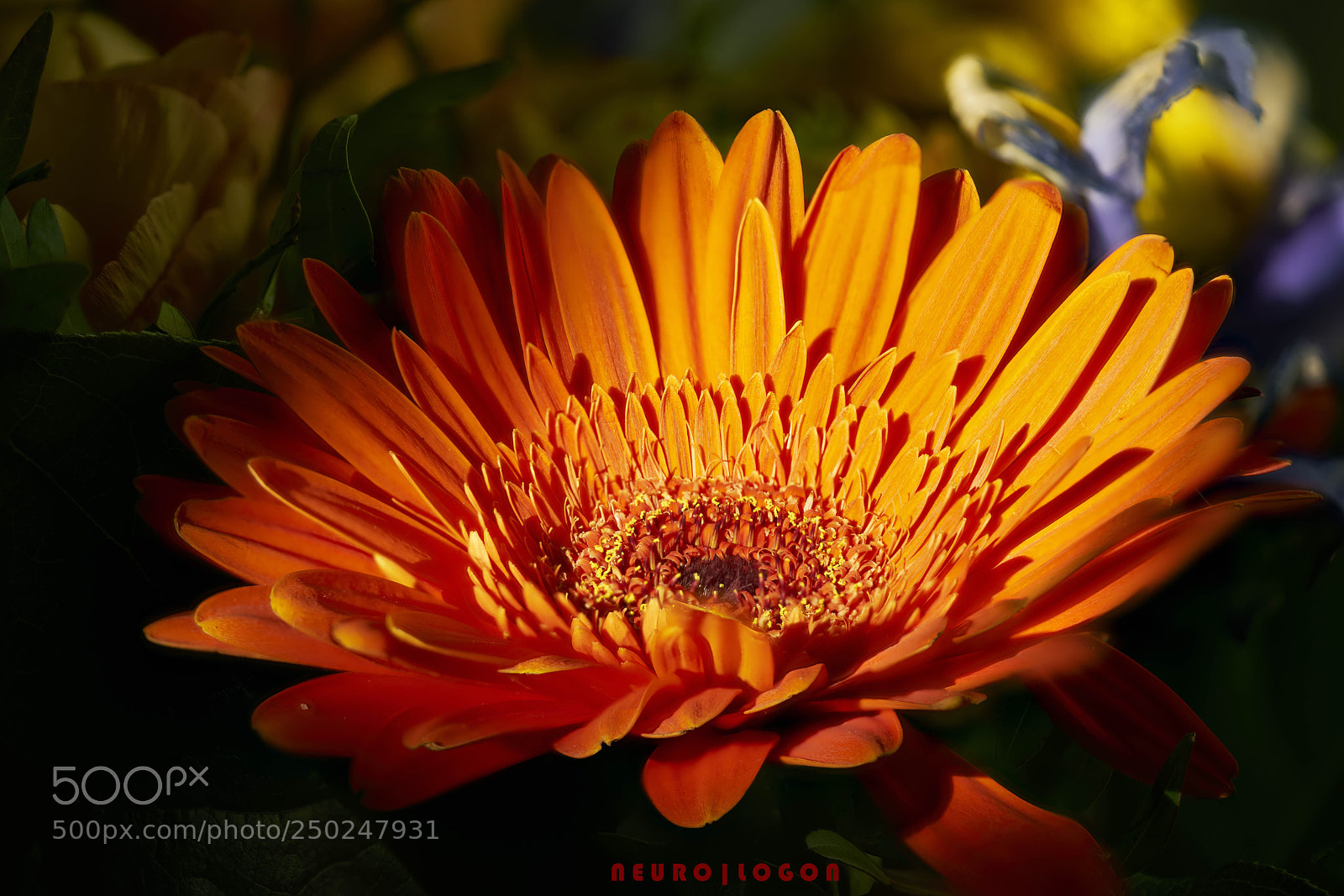Sony a7R II sample photo. Red orange gerbera photography