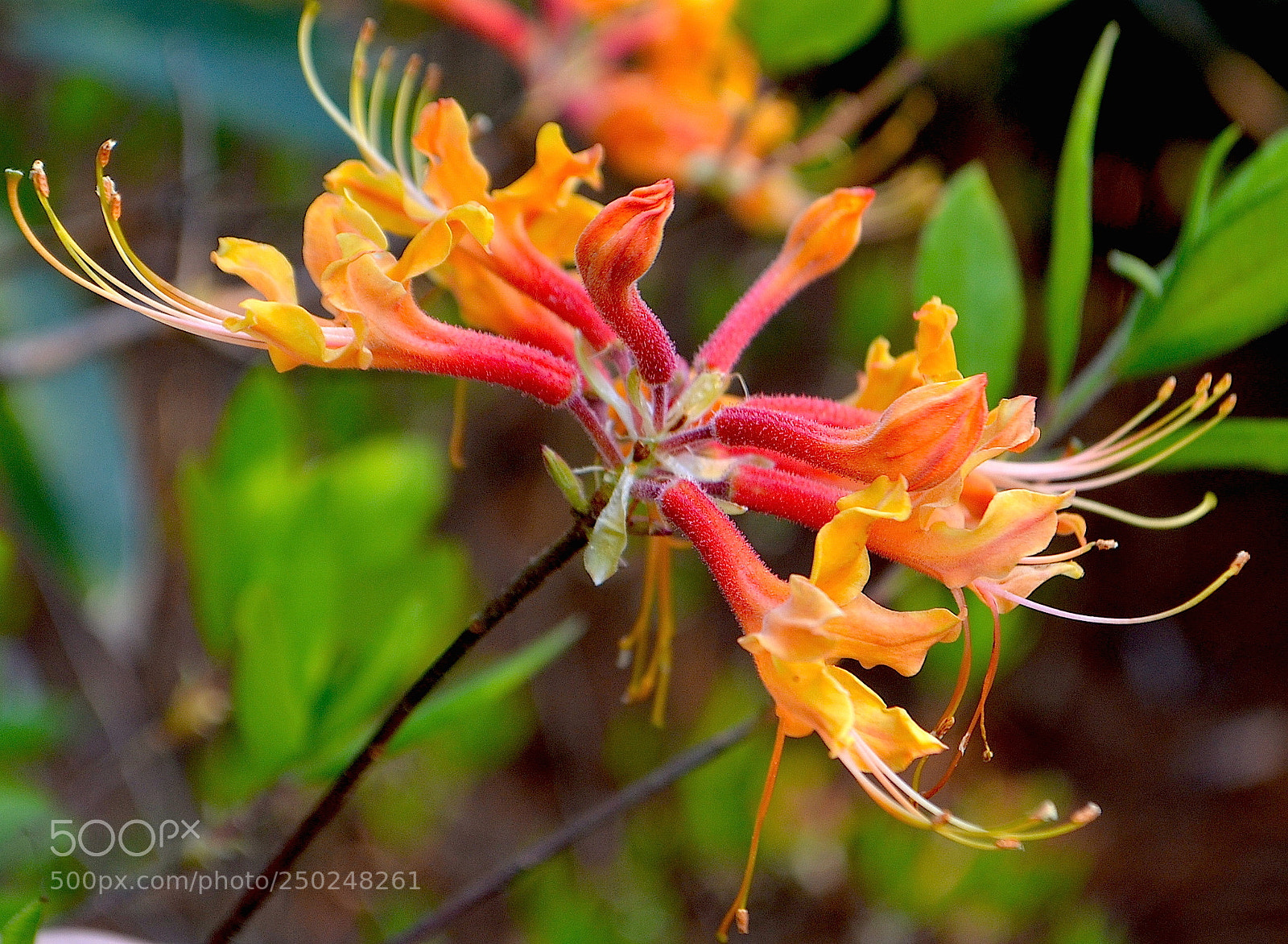 Nikon D5100 sample photo. Flame azaleas photography