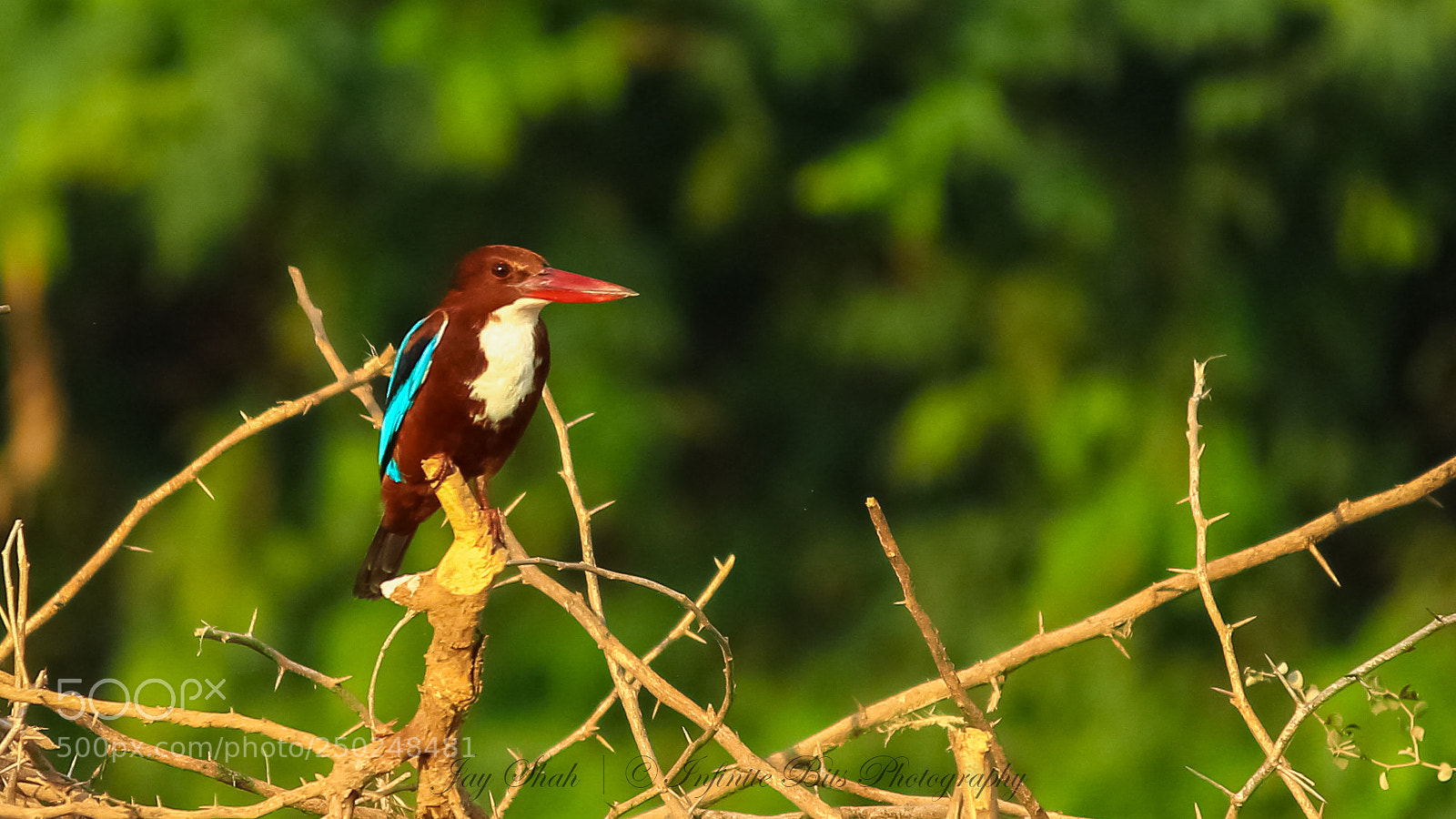 Canon EOS 700D (EOS Rebel T5i / EOS Kiss X7i) sample photo. White throat kingfisher photography