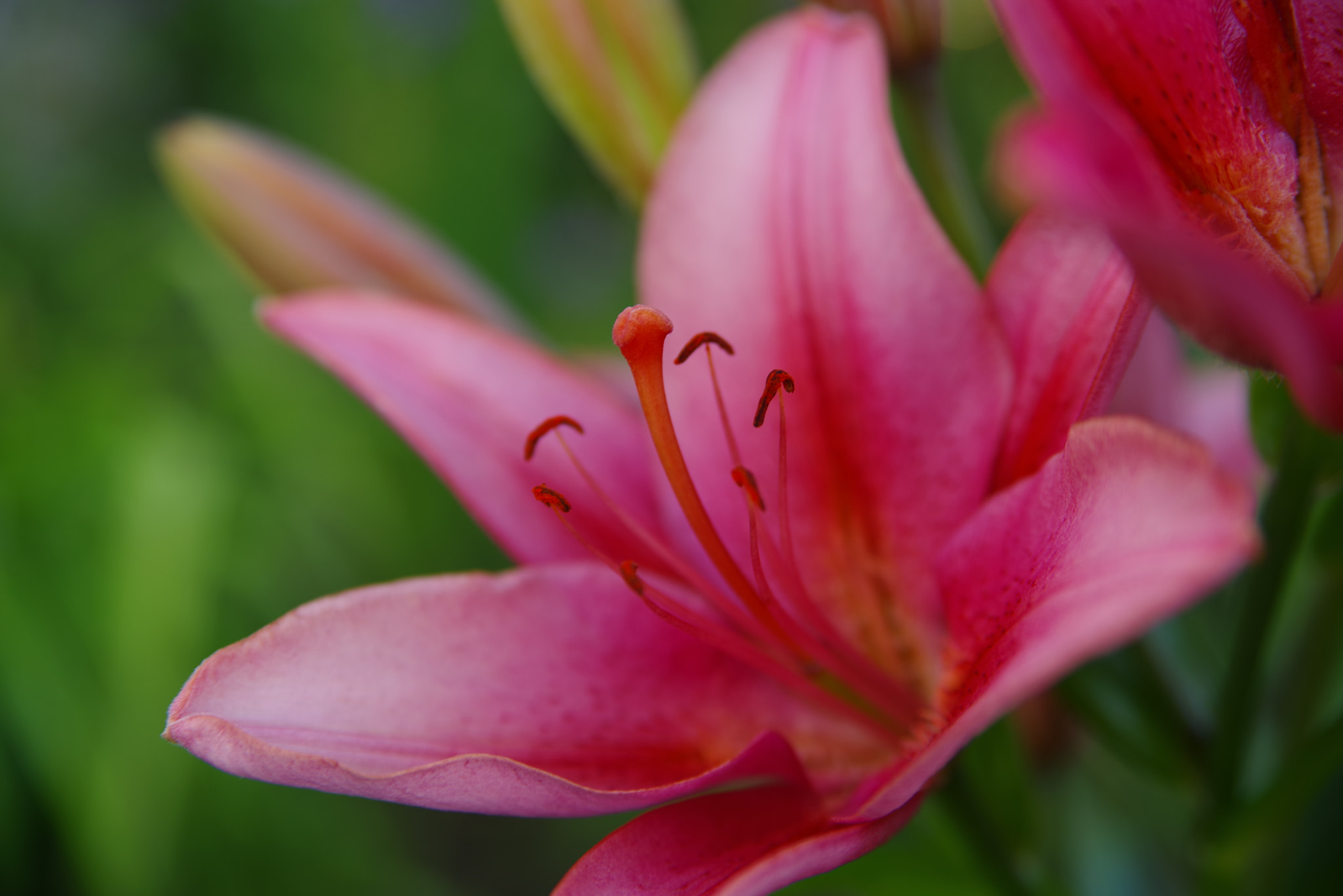 Pentax K-1 sample photo. Lilie photography