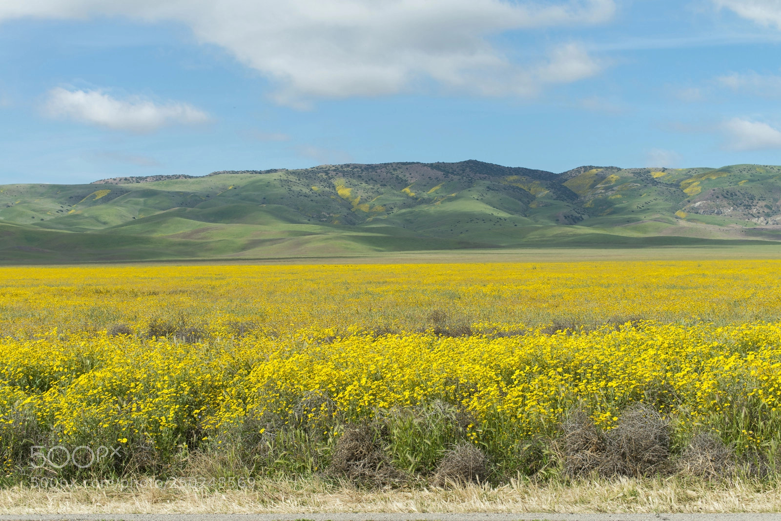 Nikon D800 sample photo. Spring is here photography