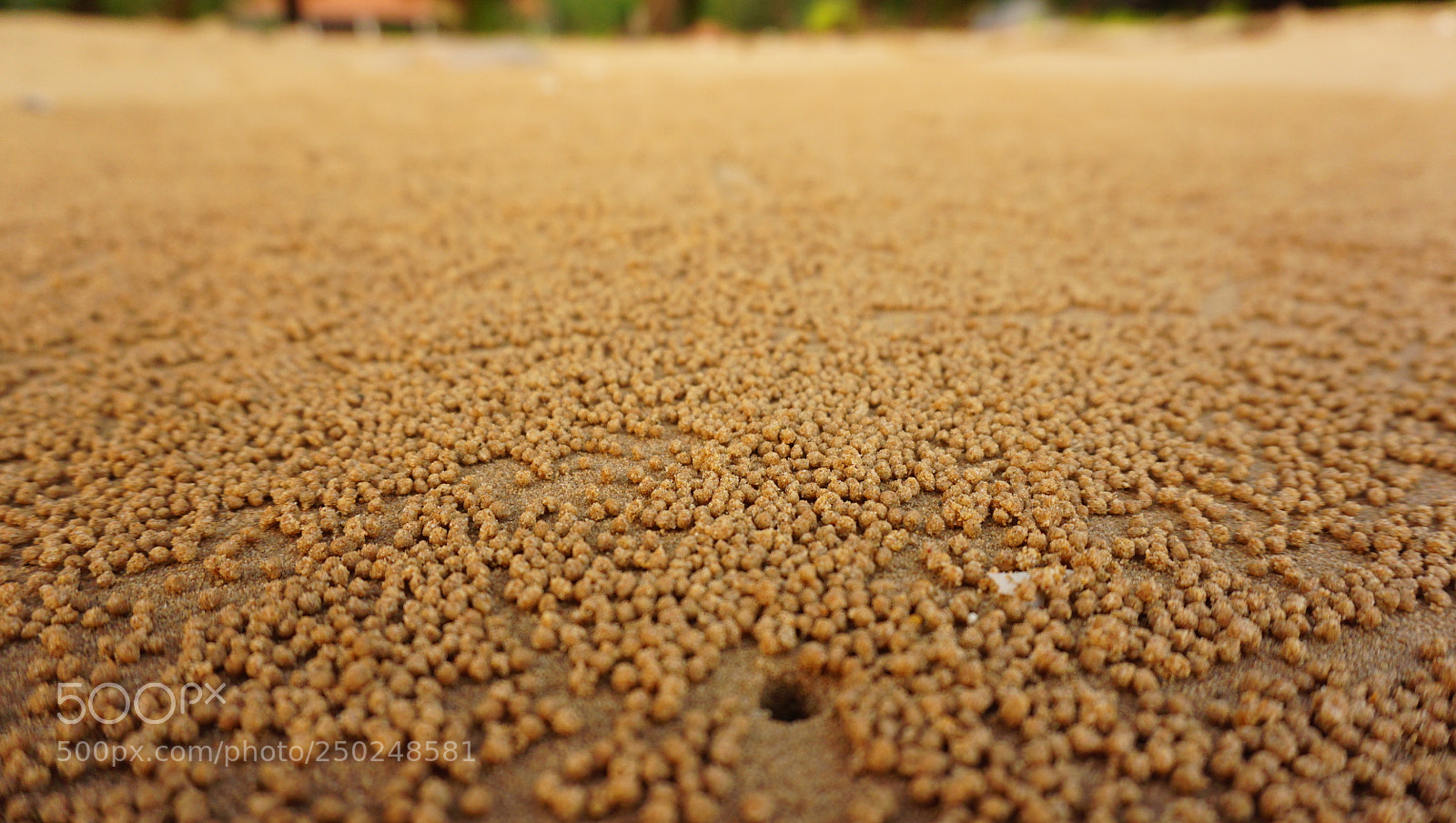 Sony a6000 sample photo. Dsc sand ball photography