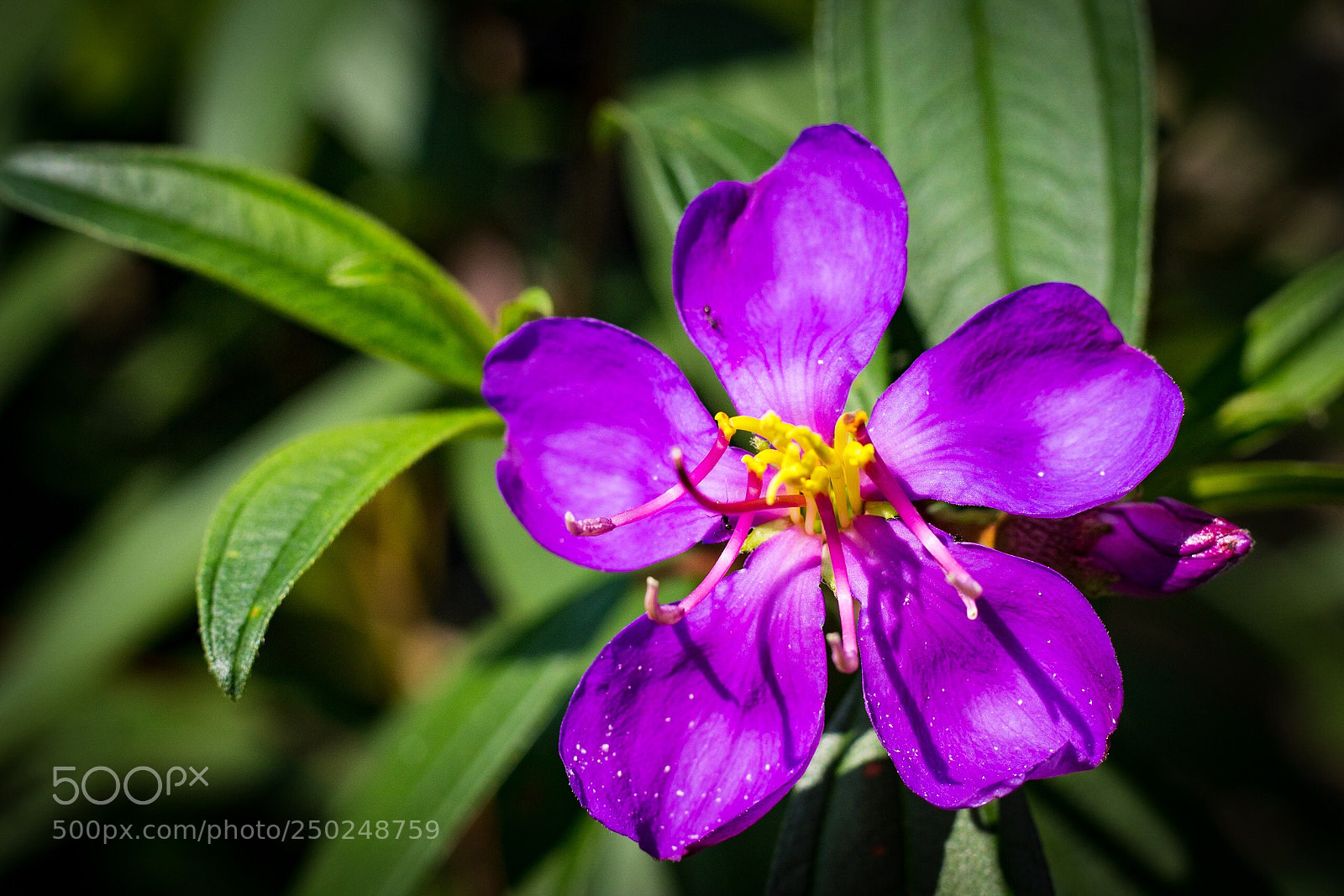 Canon EOS 700D (EOS Rebel T5i / EOS Kiss X7i) sample photo. Purple..ish photography